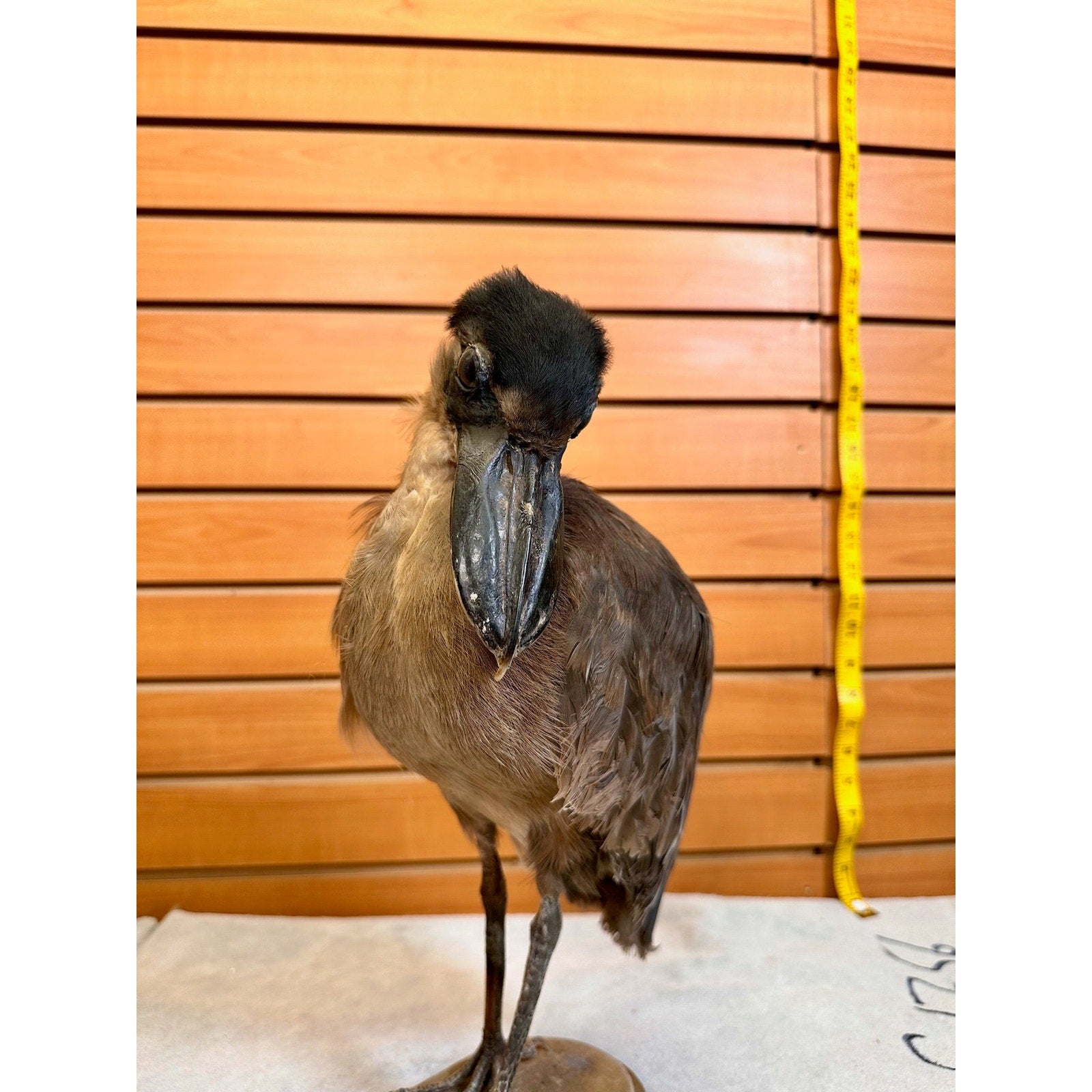 FHSF9-Boat billed Heron bird taxidermy