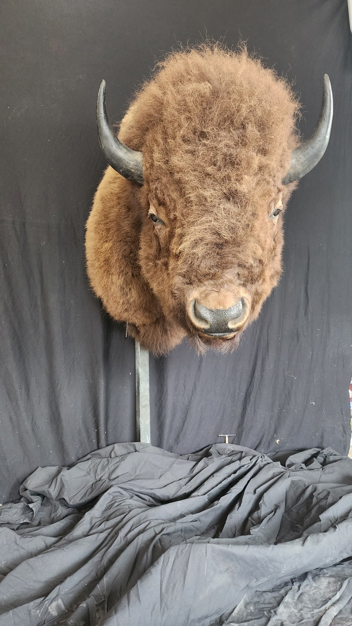 FHBRAD1 - XL Buffalo Taxidermy Shoulder mount Bull