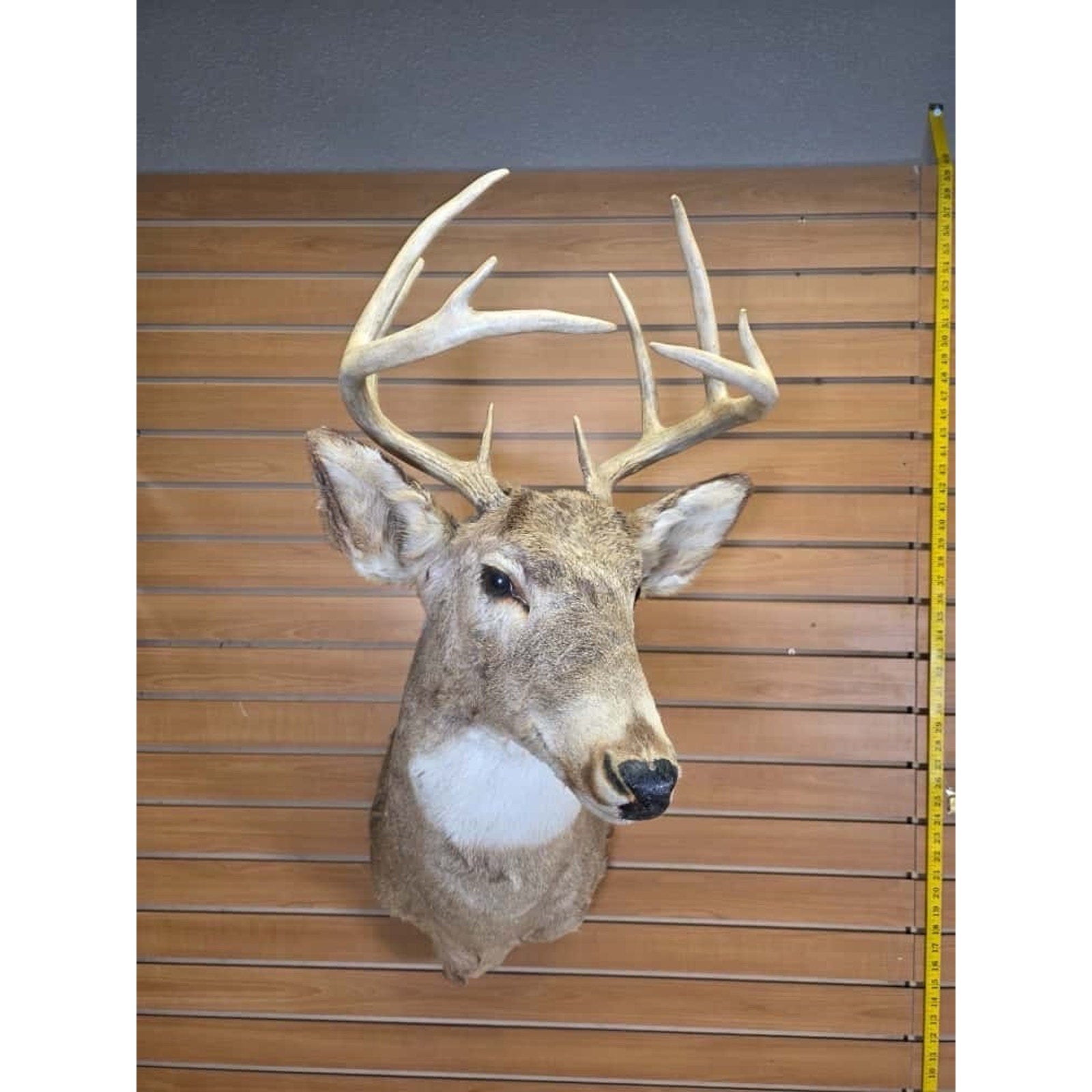 FHMN12- Whitetail Deer Real Antler Deer Taxidermy Mount