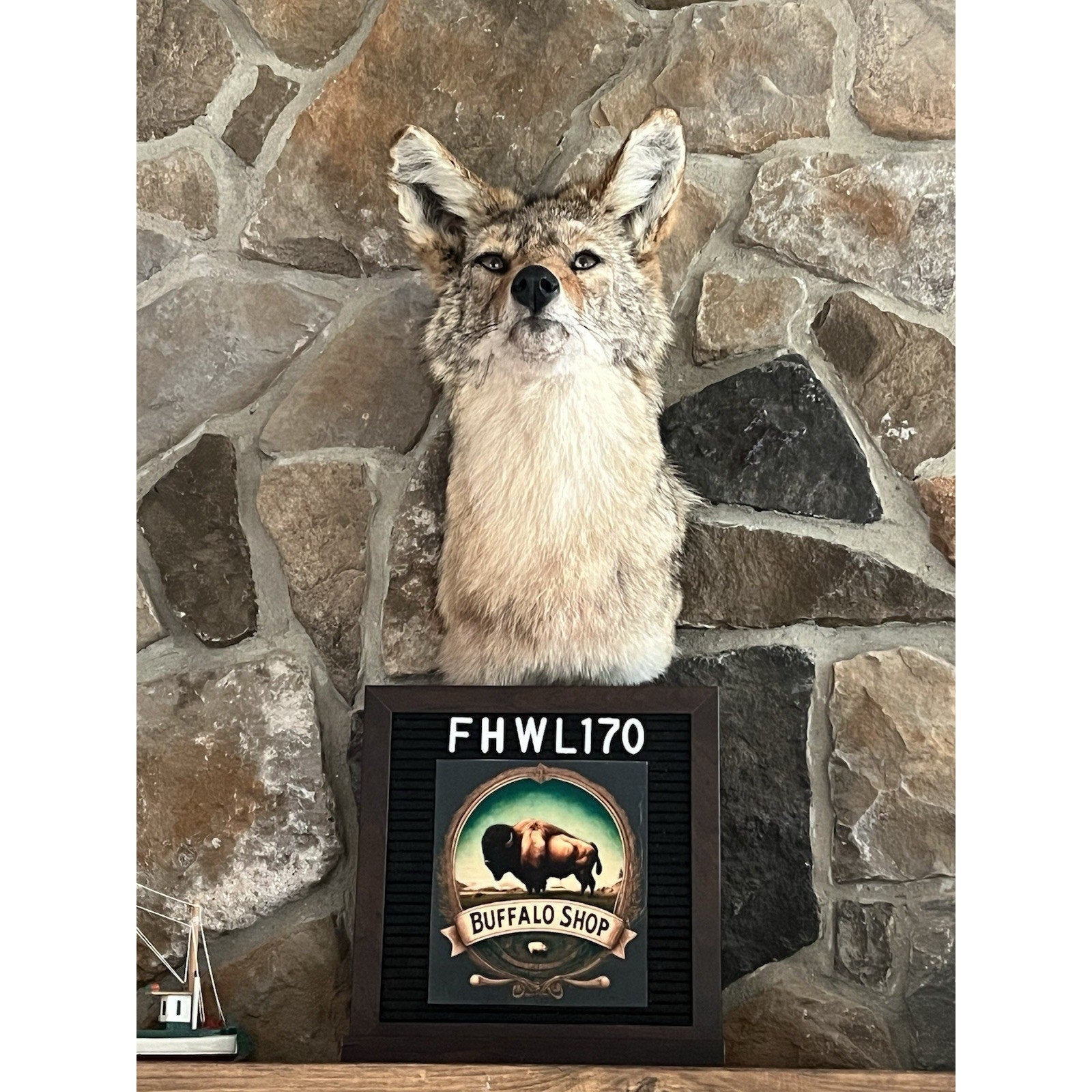 FHWL170 - Coyote Shoulder Museum Quality mount Taxidermy