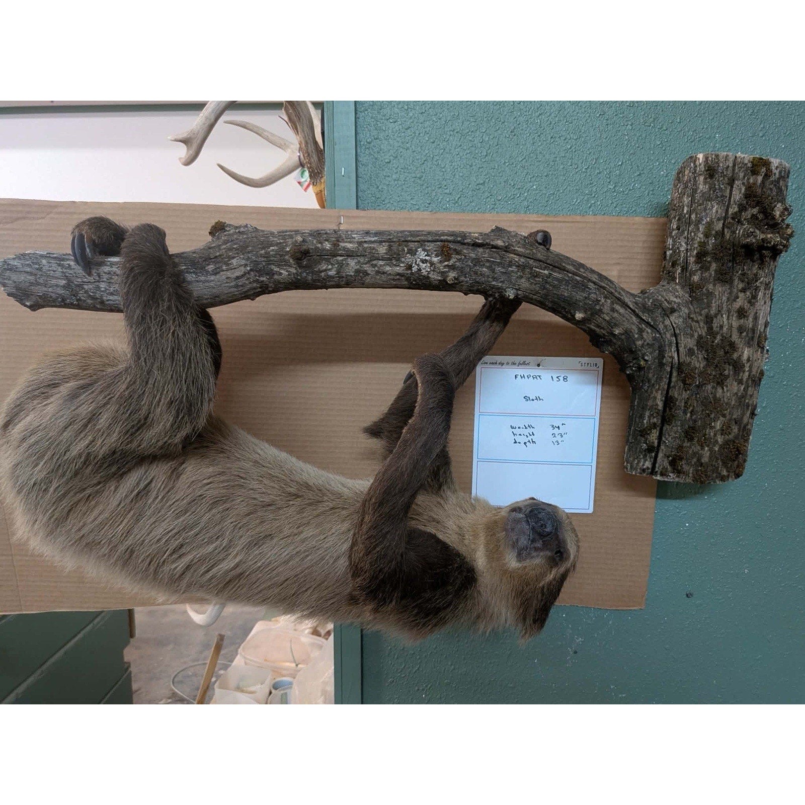 FHPAT158 - New Adult Sloth Taxidermy Mount Full Body
