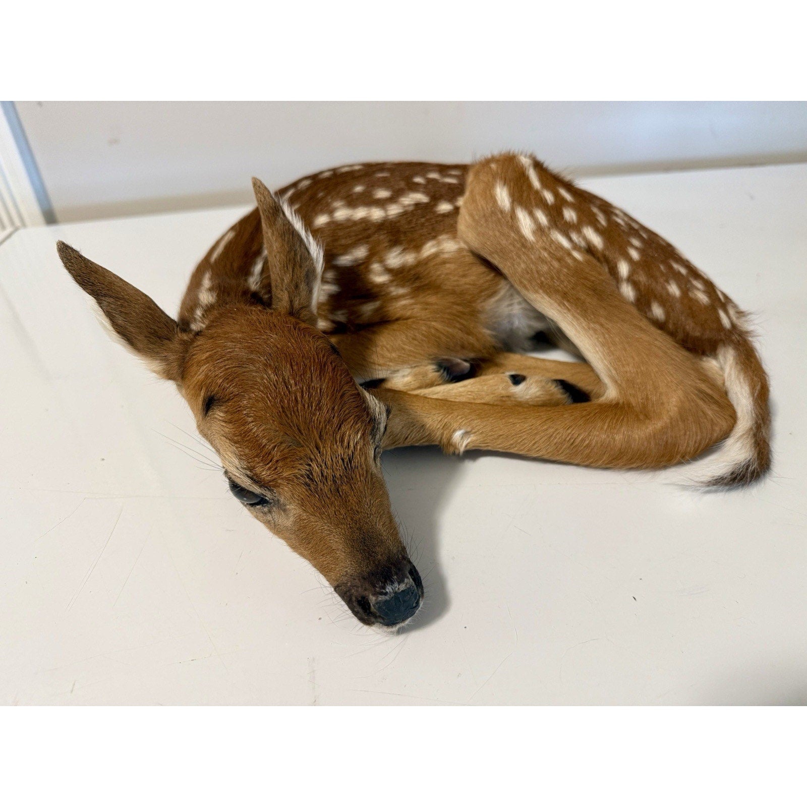 FHBD0826 - Fawn Deer Taxidermy Mount