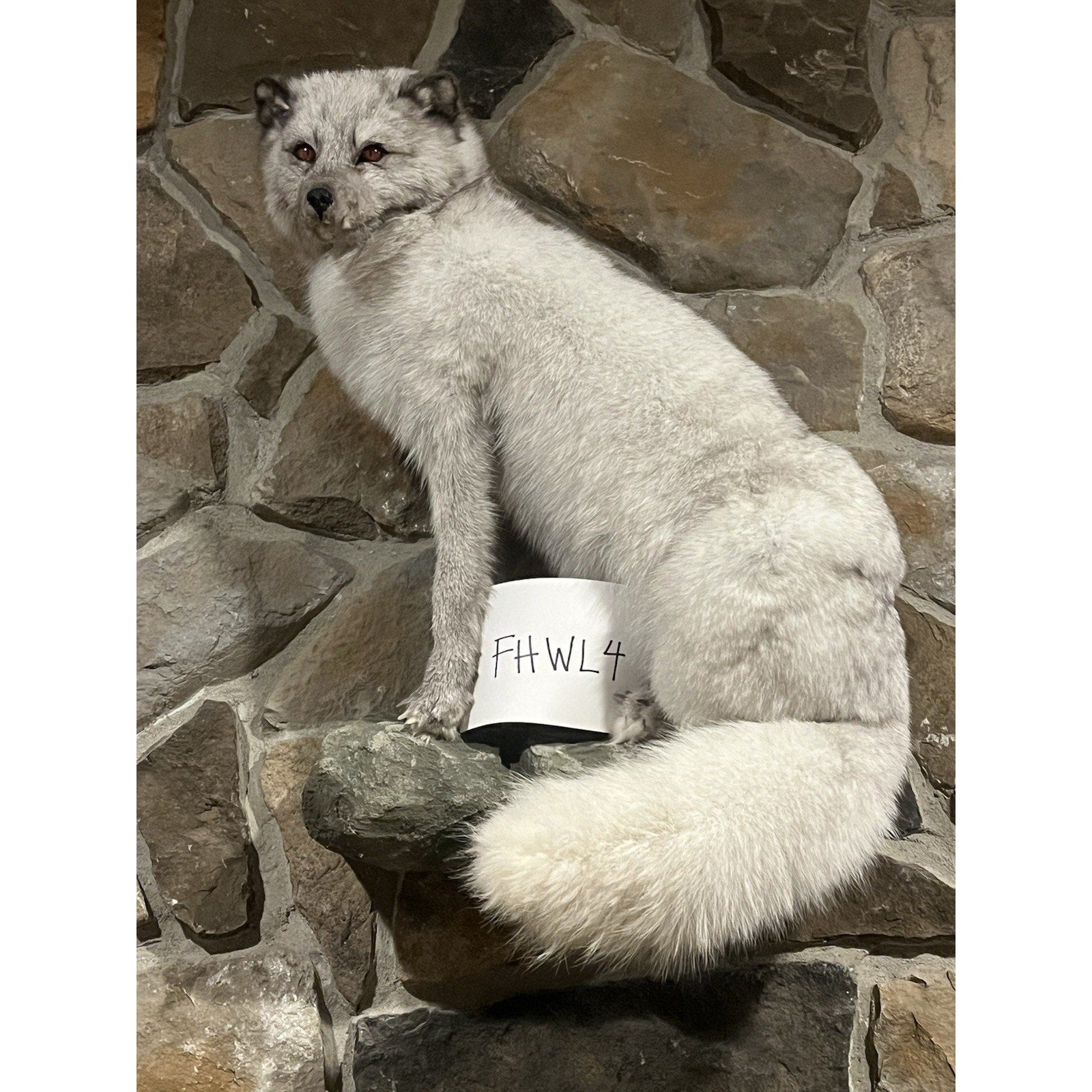 FHWL4 - Massive Blue Ranch Fox Taxidermy Full Body Mount