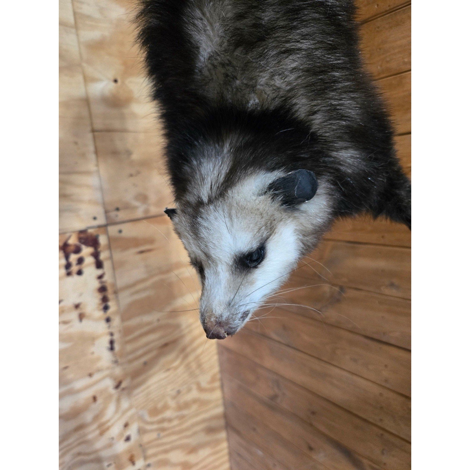 FHHCO1 - Hanging Opossum Full Body Taxidermy Mount