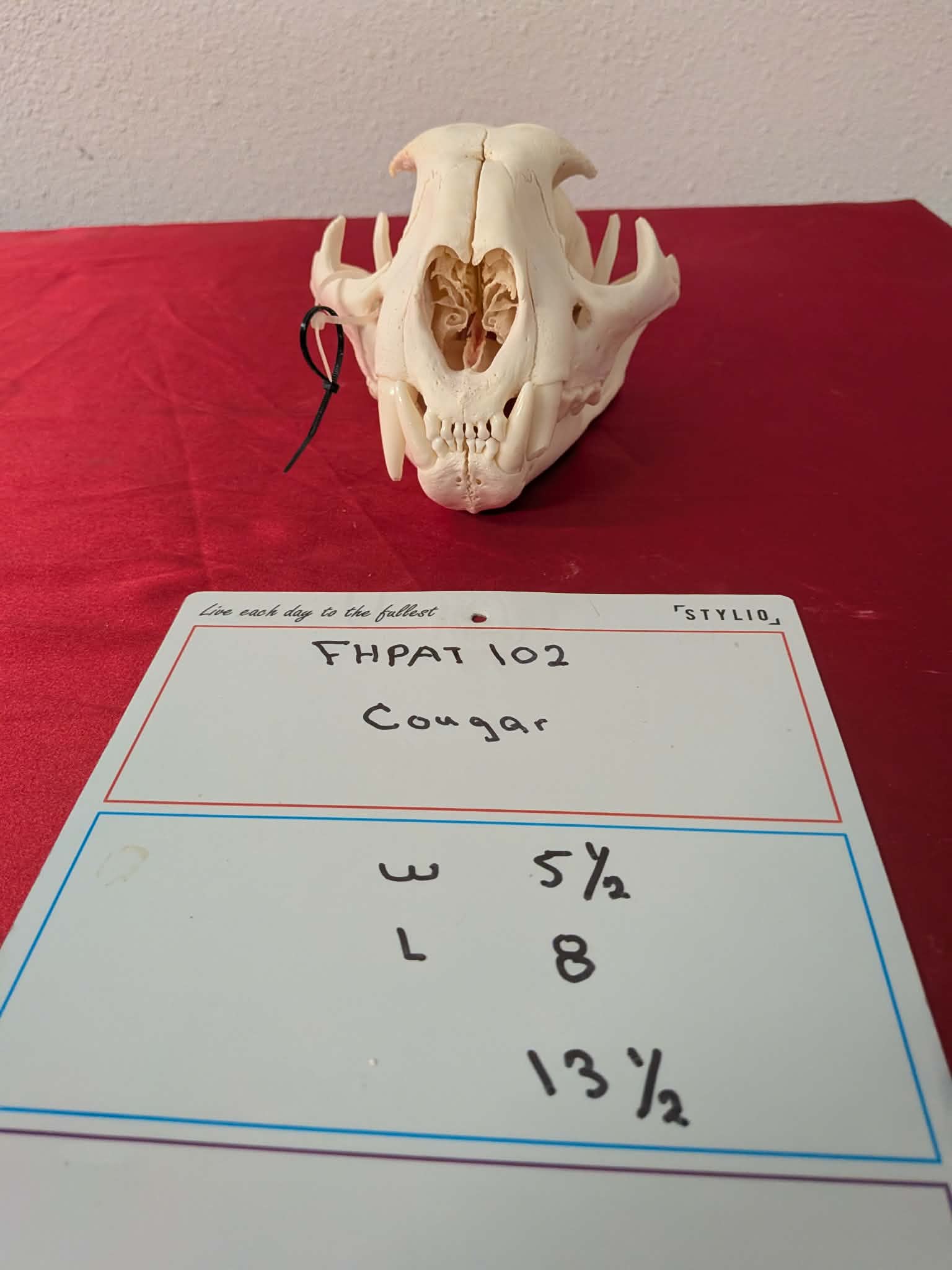 FHPAT102 - real Cougar Skull professionally cleaned