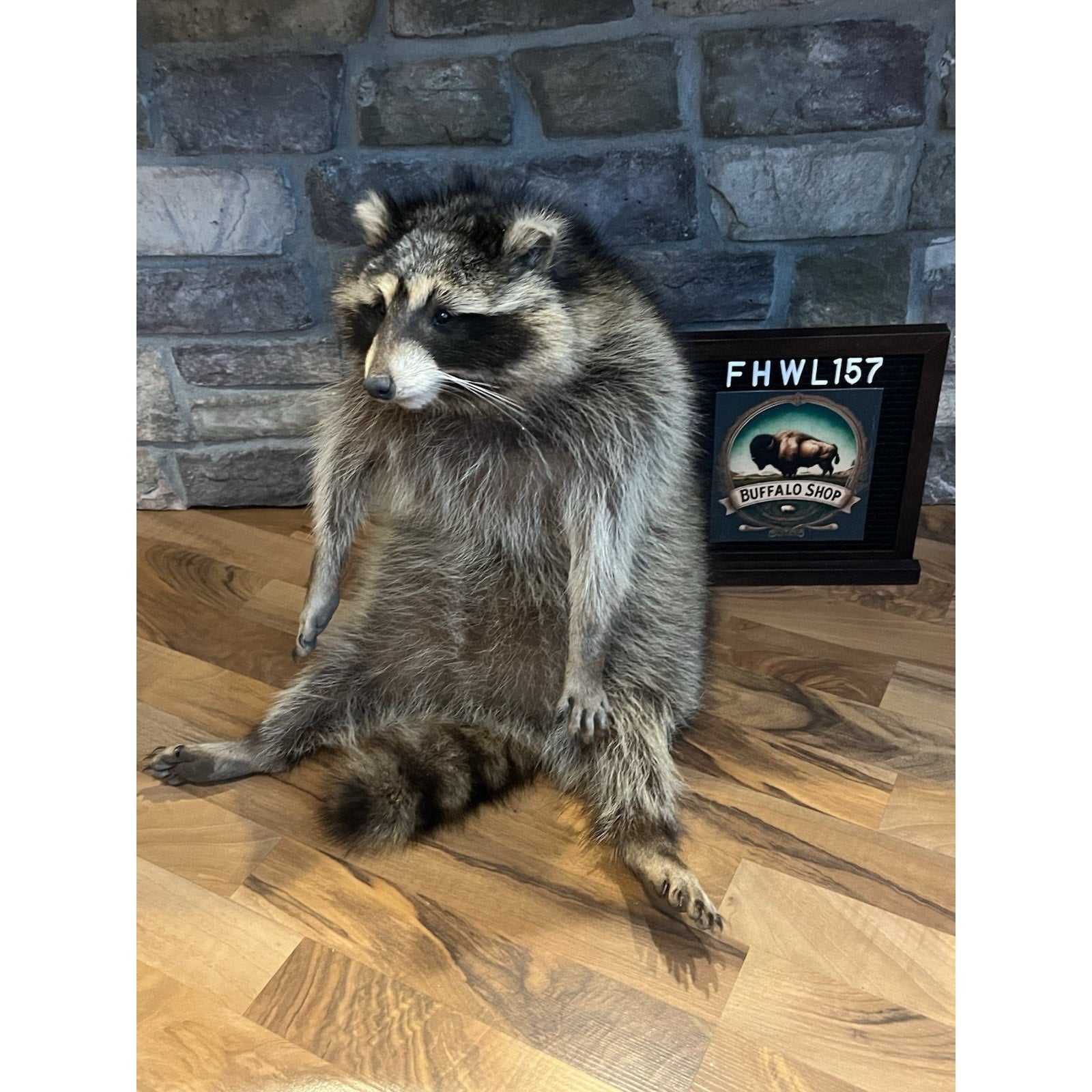 FHWL157 -premium Fat Raccoon Taxidermy Mount