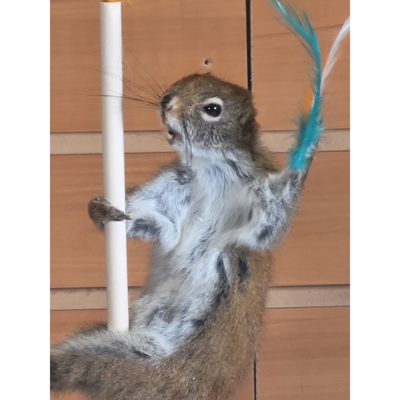 FHSQ309 - Stripping American Red Squirrel Taxidermy Mount