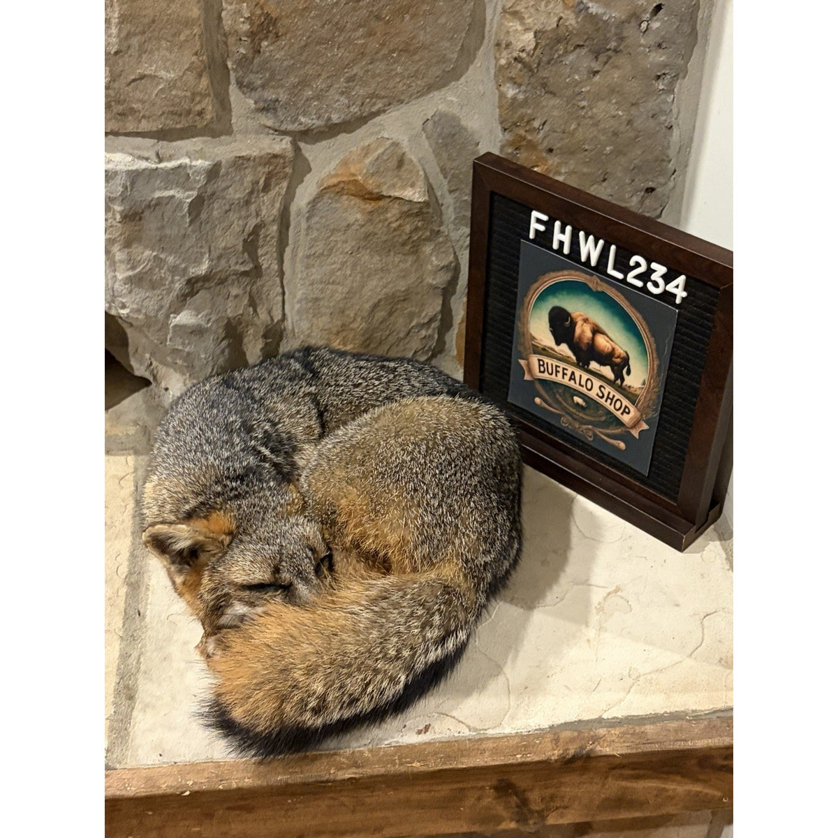 FHWL234 - Grey Fox Taxidermy Full Body Mount Cabin Camp Man Cave