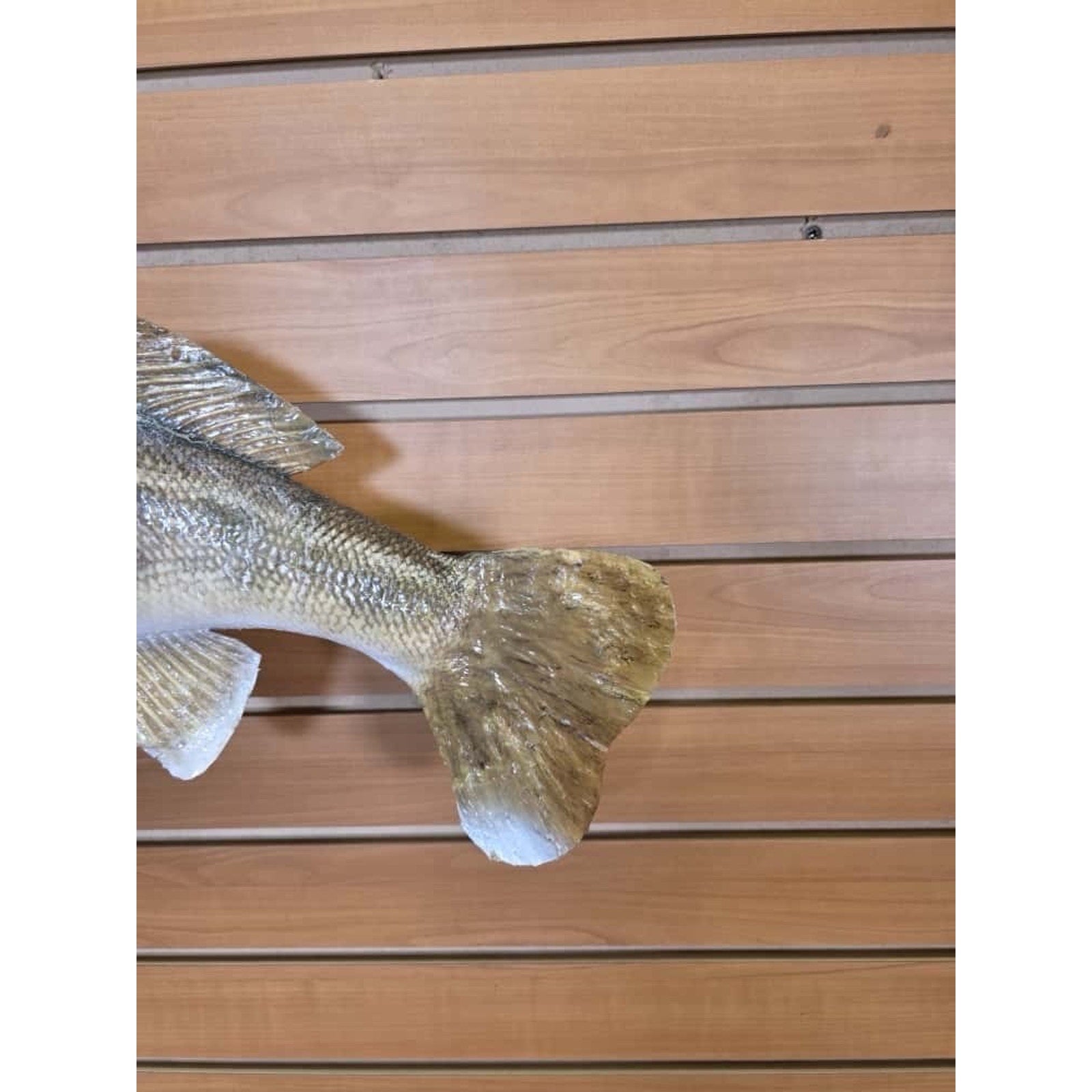 JTV224 - Real Skin Walleye Fish Taxidermy Mount 28”