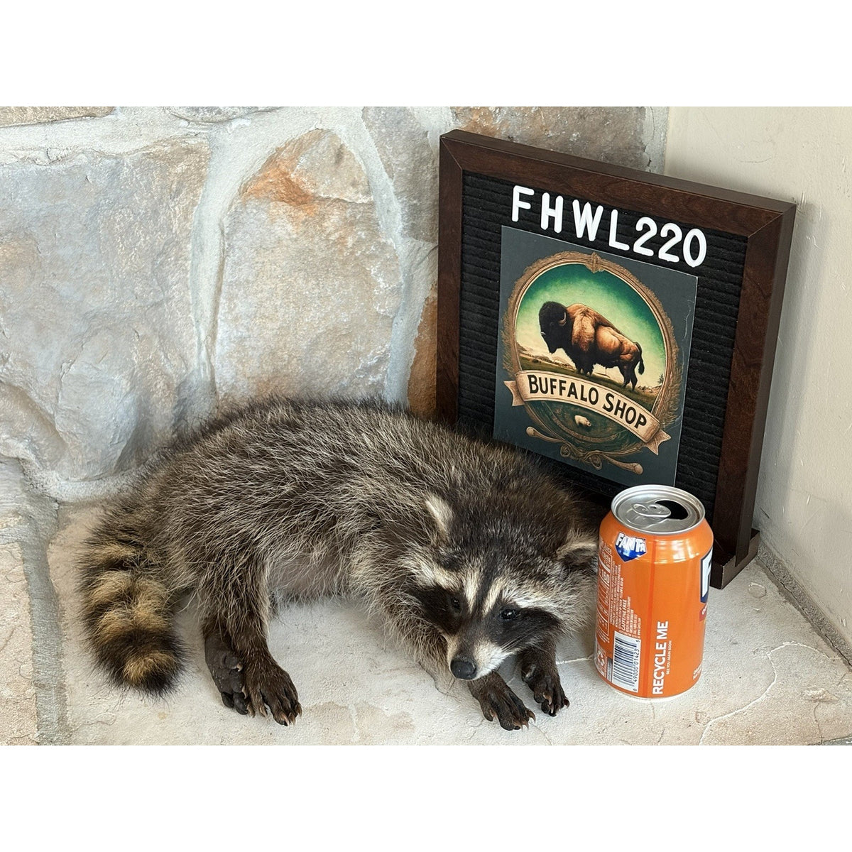 FHWL220 - baby Raccoon Taxidermy Mount
