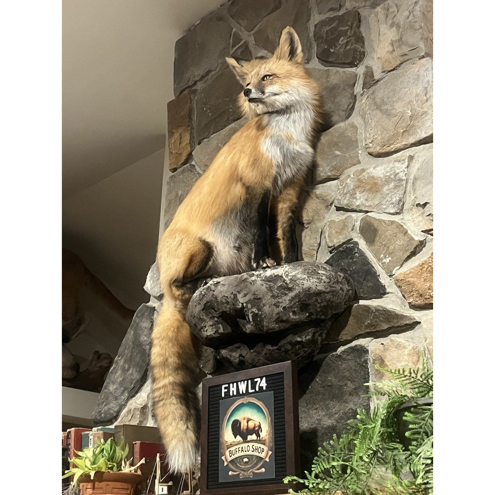FHWL74 - Museum Quality Red Fox Taxidermy mount