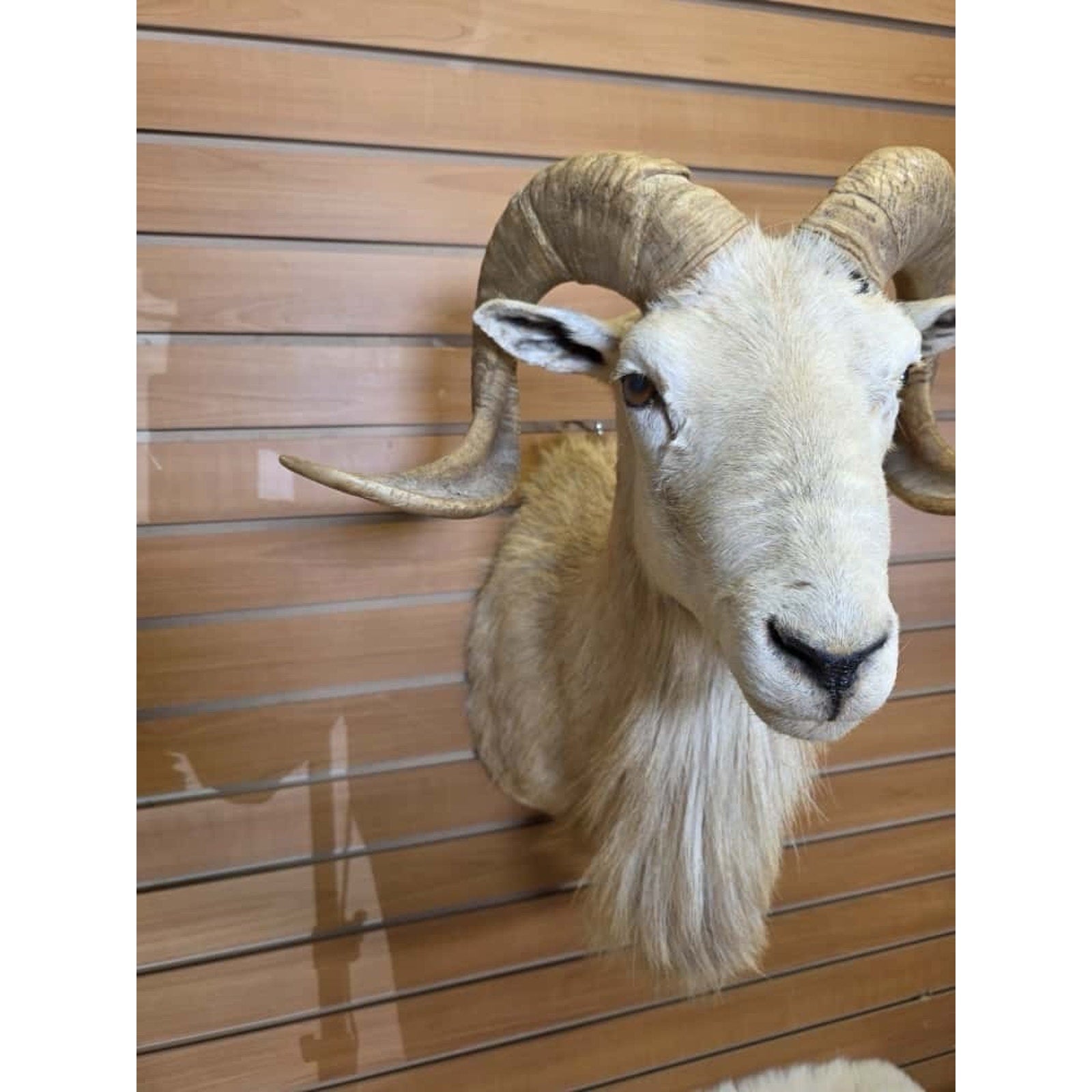 FHMN3 - Dall Sheep taxidermy shoulder mount
