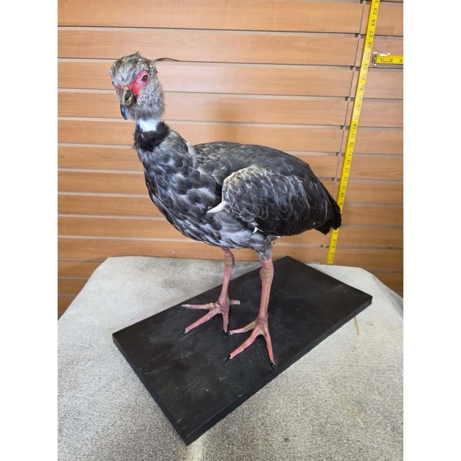 FHCM3 -Southern screamer Bird Taxidermy Mount