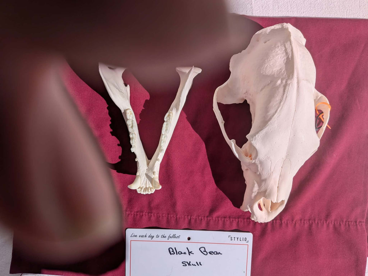 FHPAT237 -professionally cleaned black bear skull