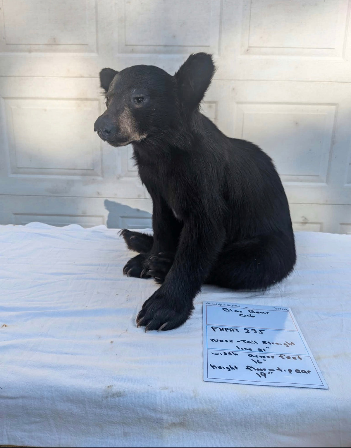 FHPAT235M - Extremely cute baby bear taxidermy tiny imount