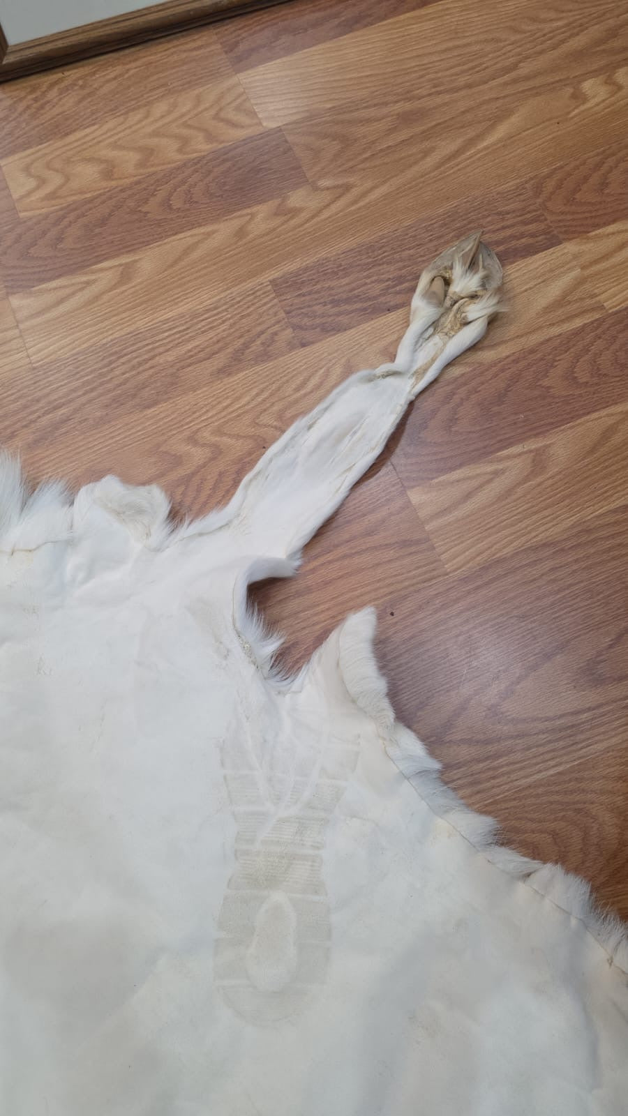 FHSD43 - caribou white beautiful hide 50”x30”