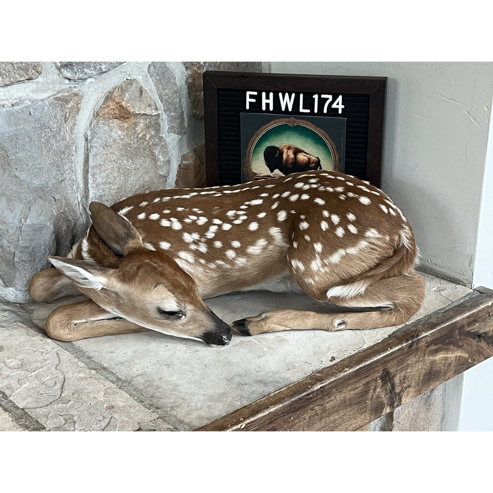 FHWL174 - Fawn Deer Taxidermy Mount