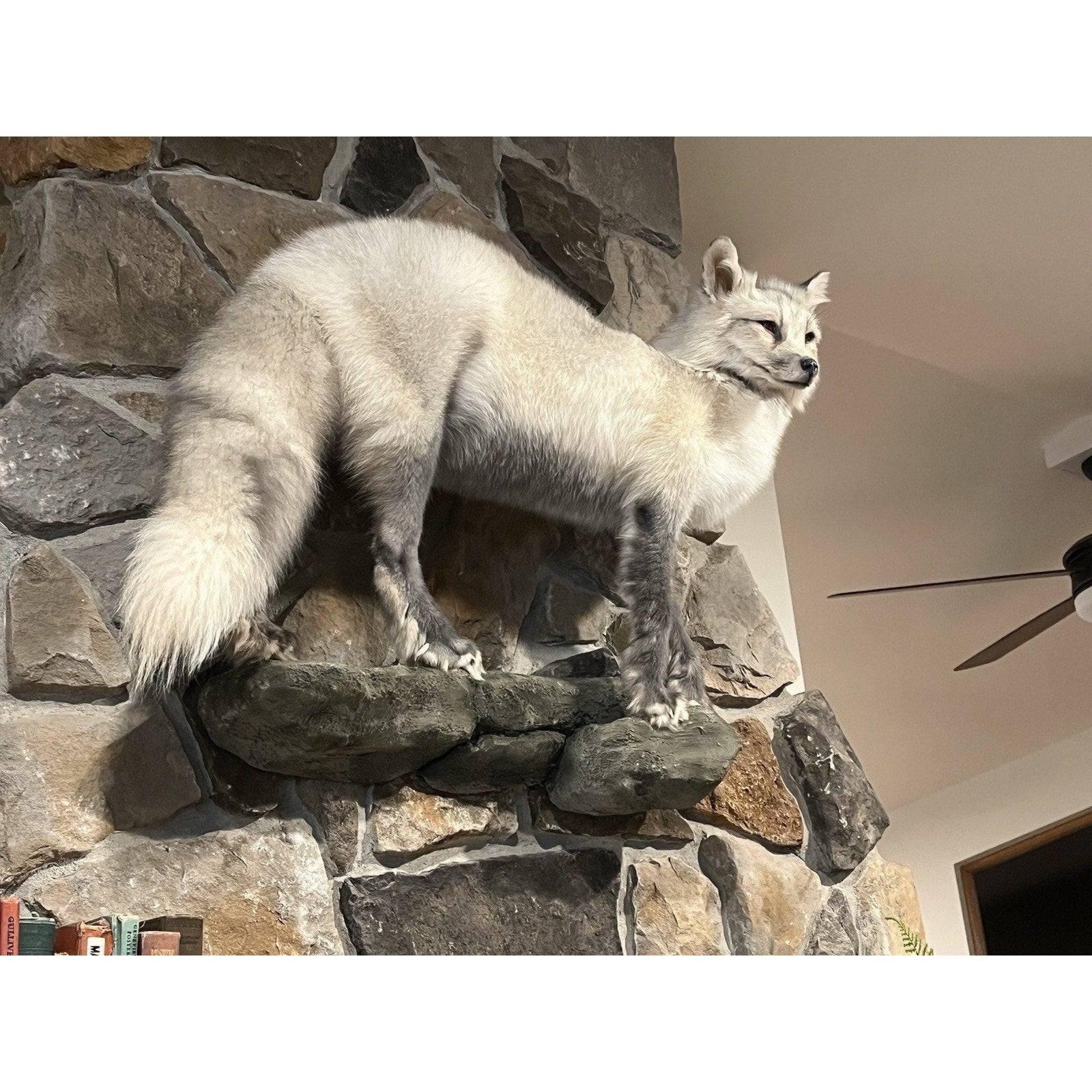 FHWL15 -Cross Fox Taxidermy mount