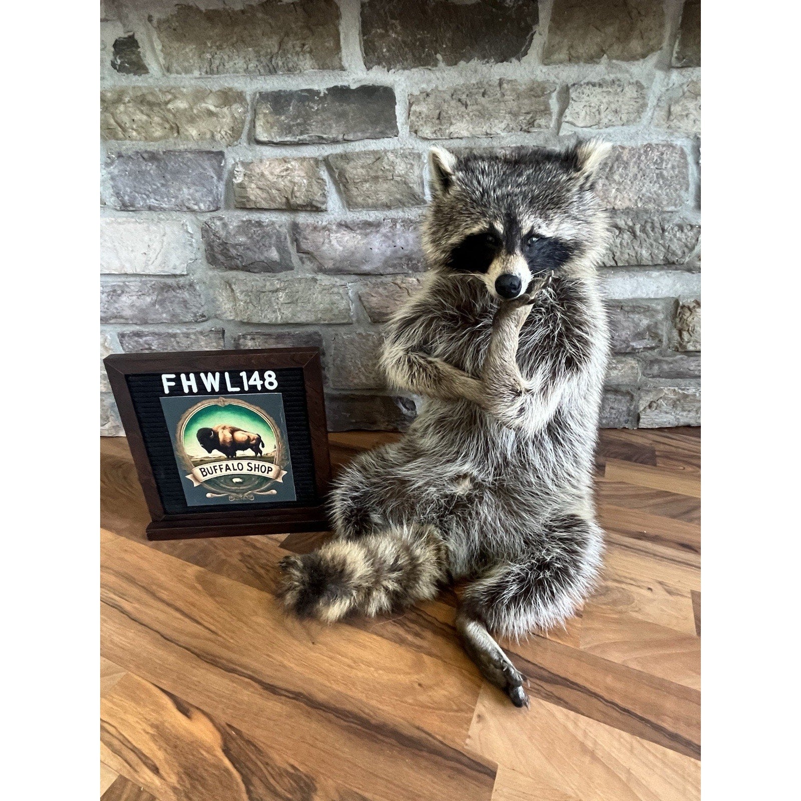 FHWL148- Fat Raccoon Taxidermy Mount