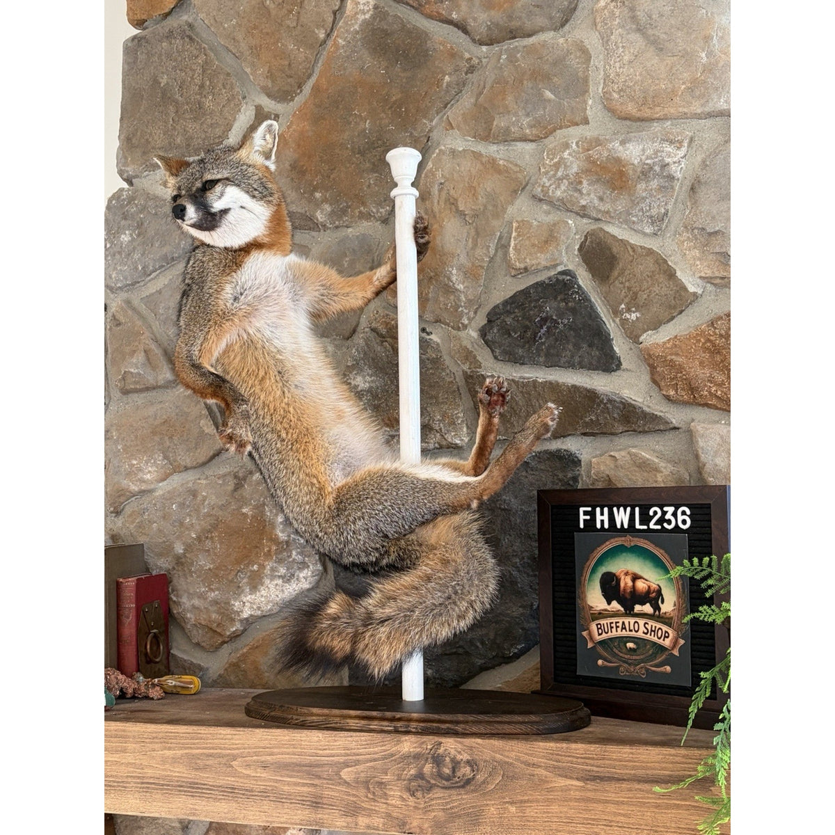 FHWL236- Grey Fox Taxidermy Full Body Mount Cabin Camp Man Cave