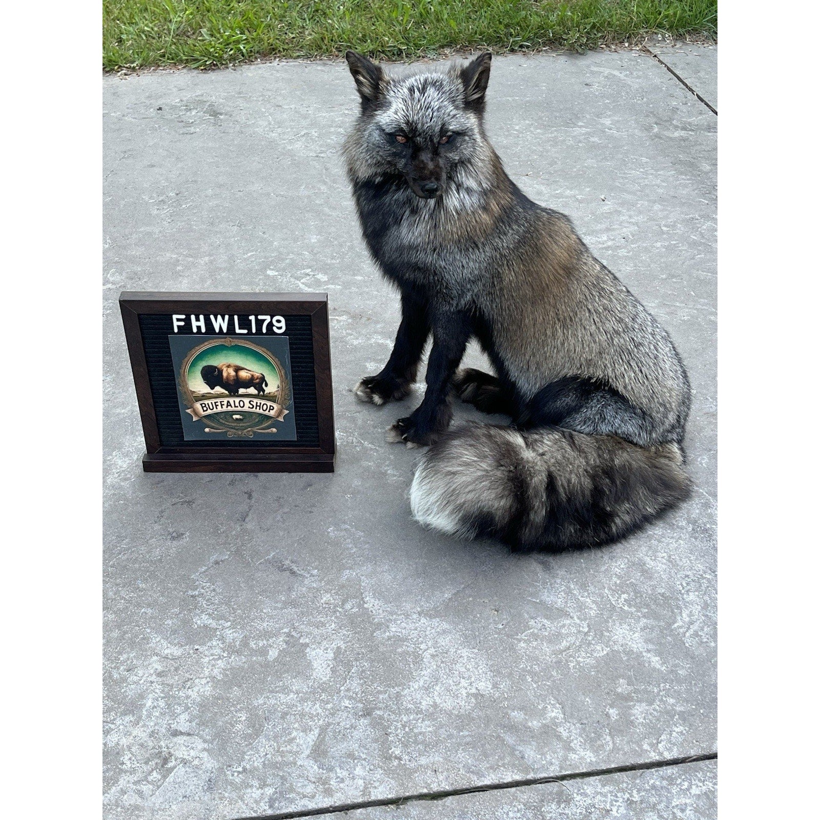 FHWL179 - Museum Quality Black Taxidermy mount