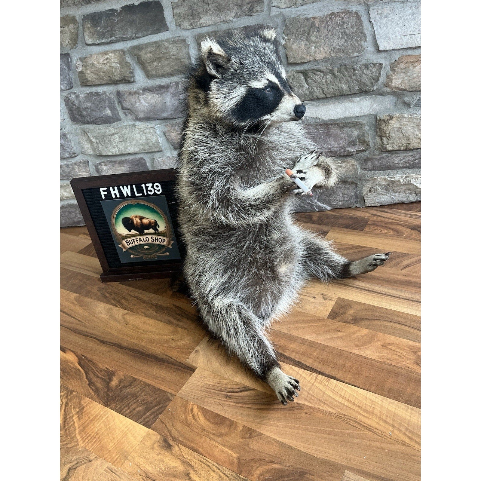 FHWL139 - Smoking Fat Raccoon Taxidermy Mount