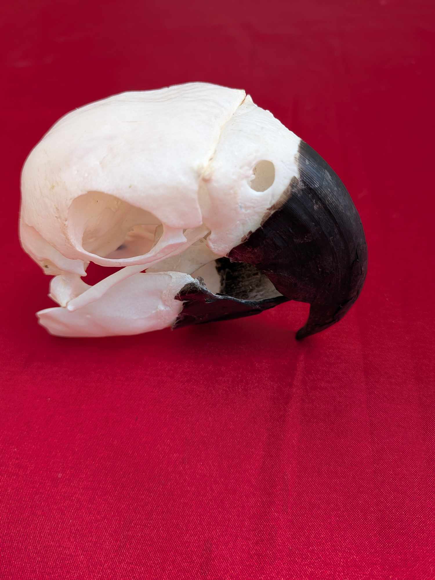 FHPAT937-Real Blue And Gold Macaw Bird Skull Taxidermy