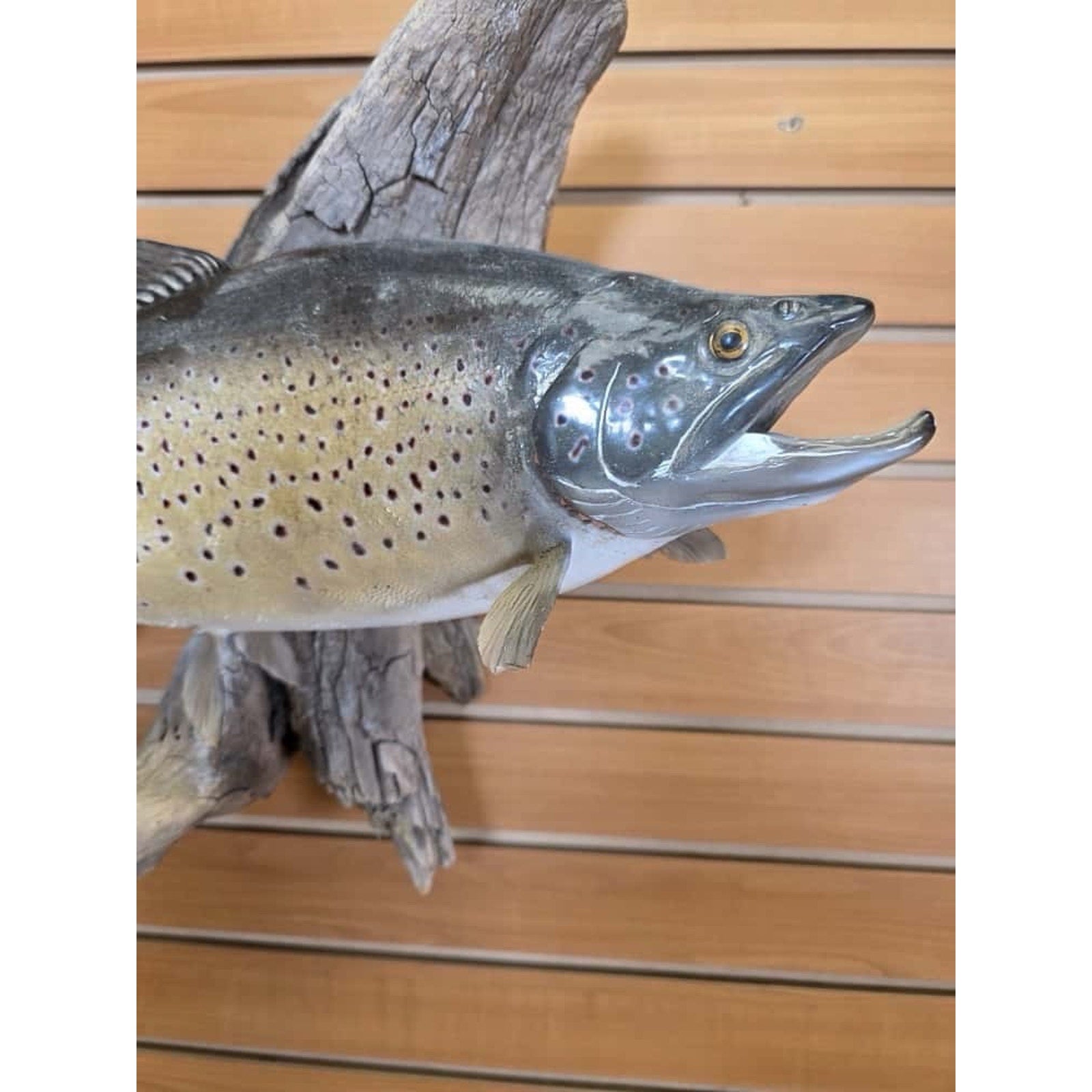 FHCLINT12- Trout fish taxidermy mount