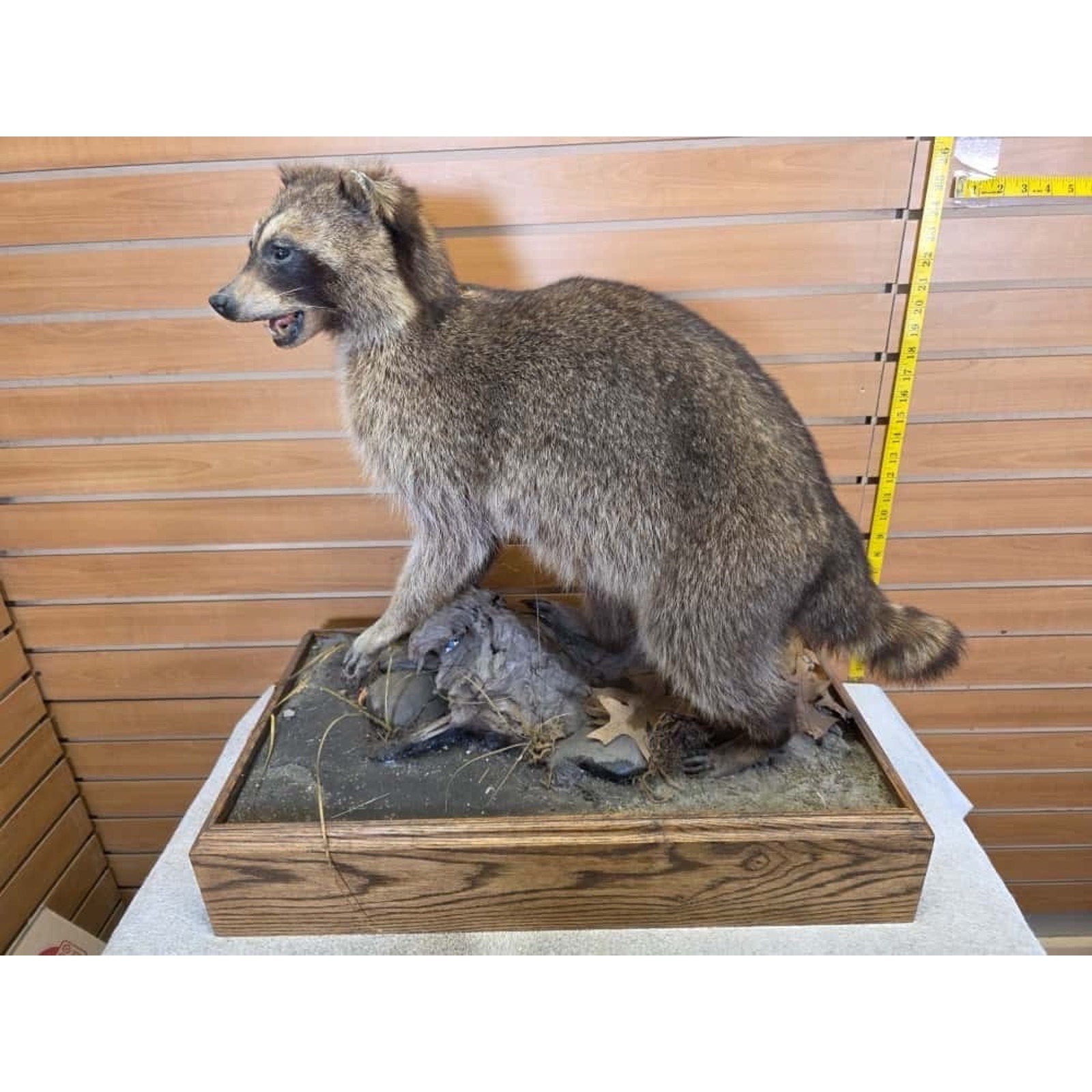 JTV250 - Vintage Raccoon Taxidermy Mount