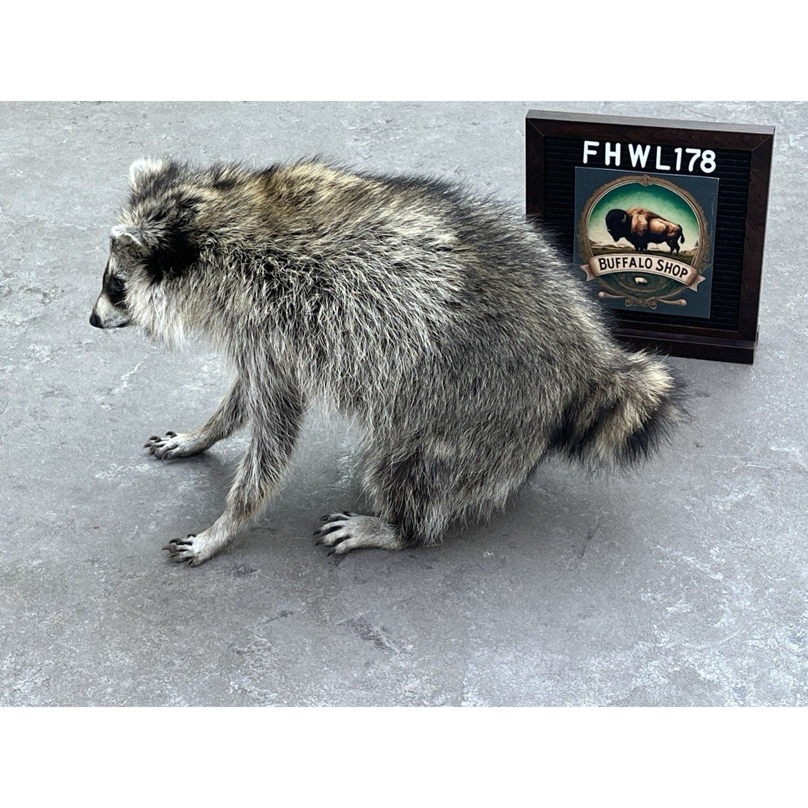 FHWL178 -Jimothy Fat Raccoon Taxidermy Mount