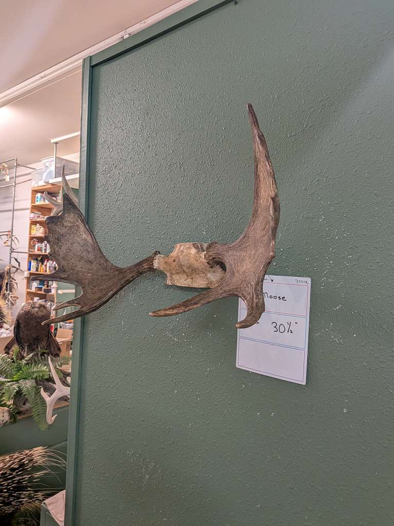 FHPATNOV3 - Moose 30” wide antler skull