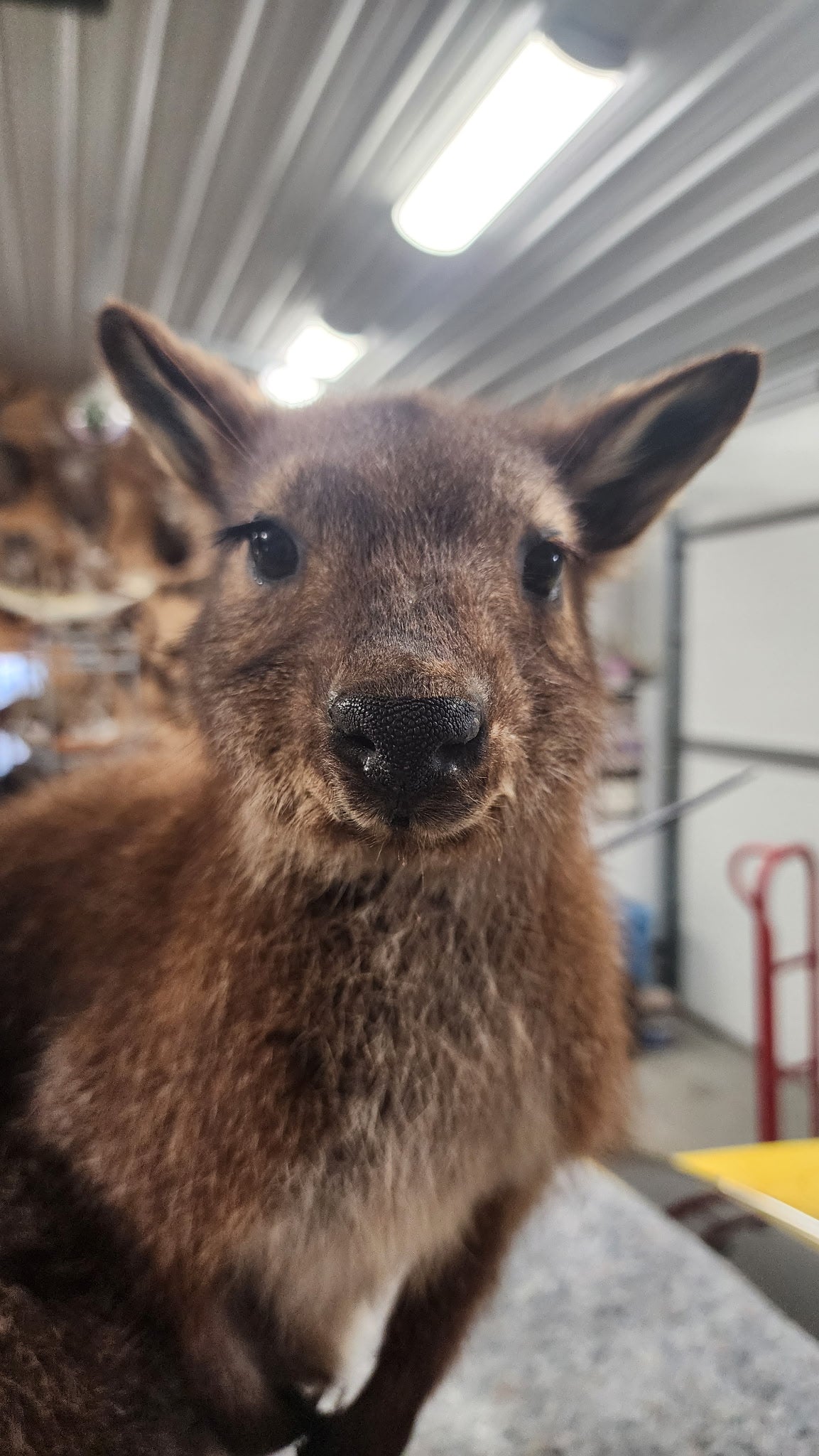 FHBRAD3 - wallaby Kangaroo Taxidermy Mount
