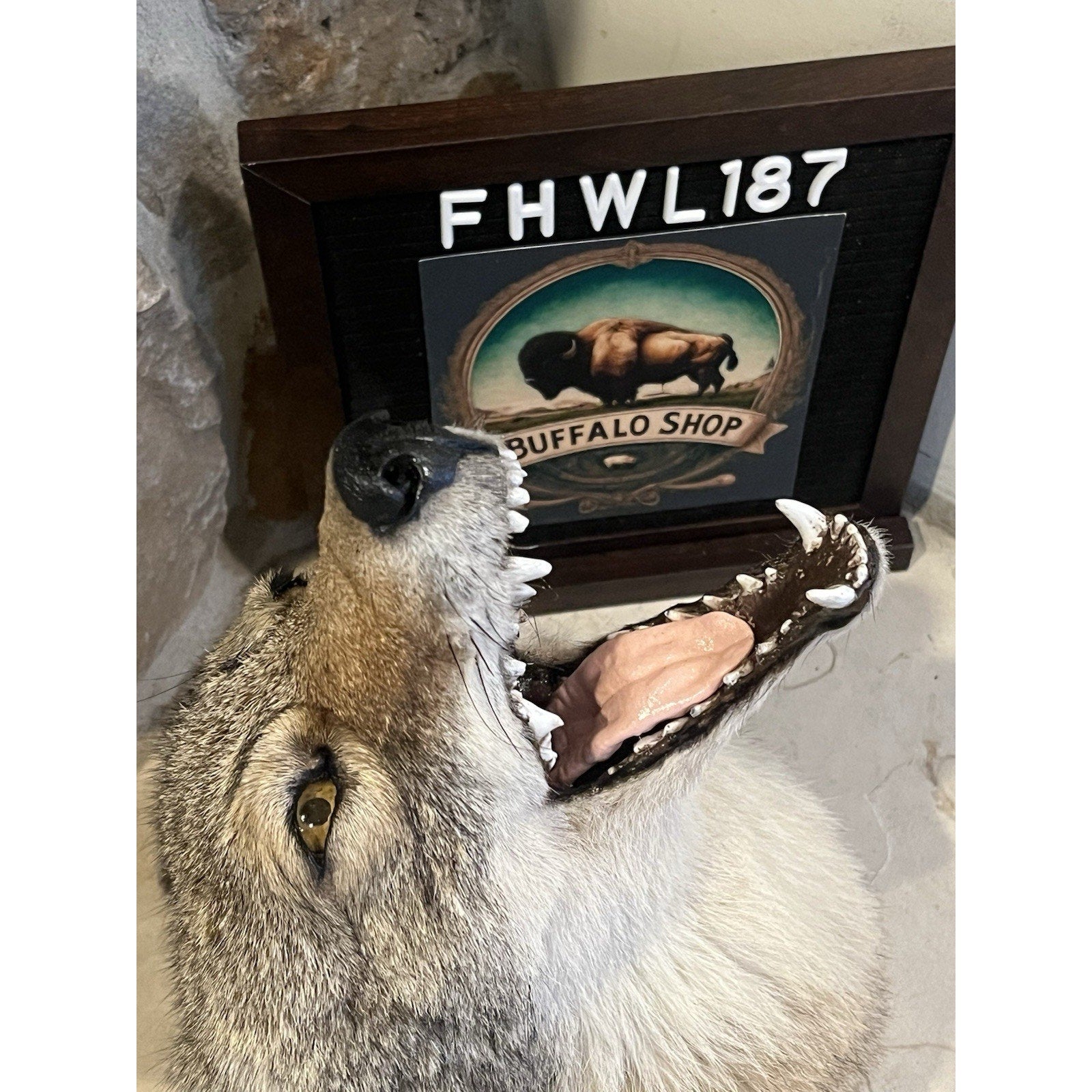 FHWL187 - Howling Coyote Shoulder Museum Quality mount Taxidermy