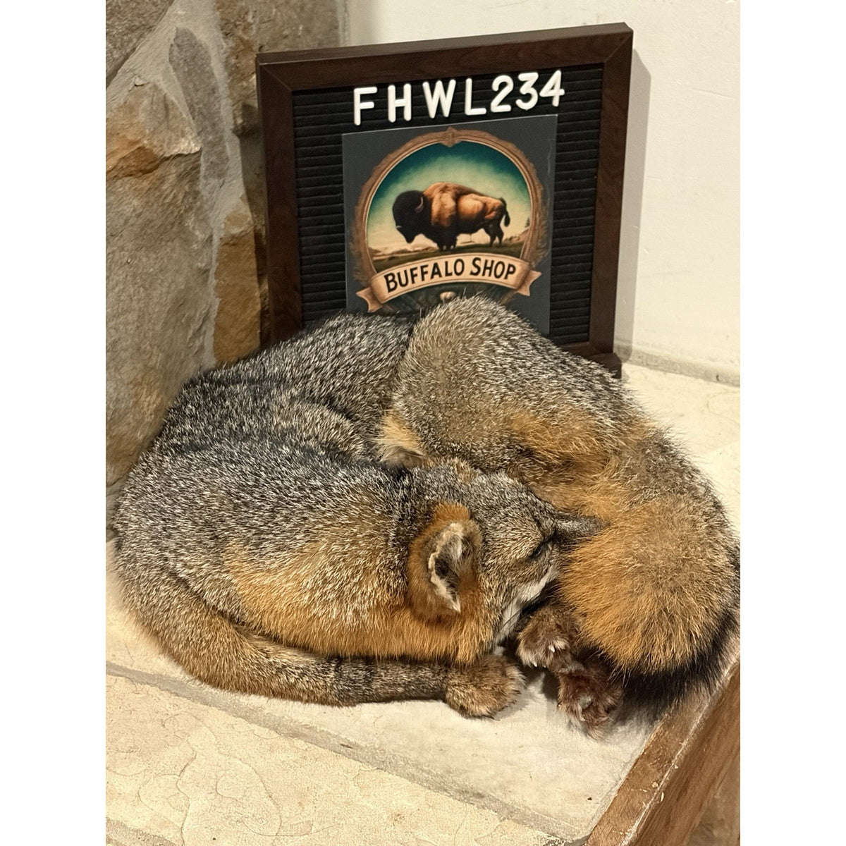 FHWL234 - Grey Fox Taxidermy Full Body Mount Cabin Camp Man Cave