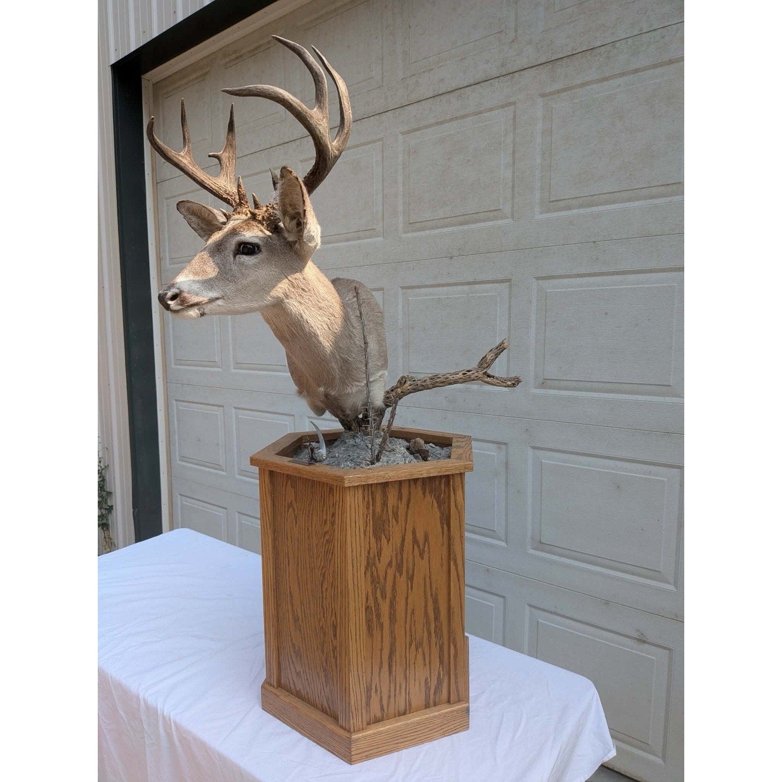 FHPATM22 - Cours Deer Pedestal Taxidermy Mount
