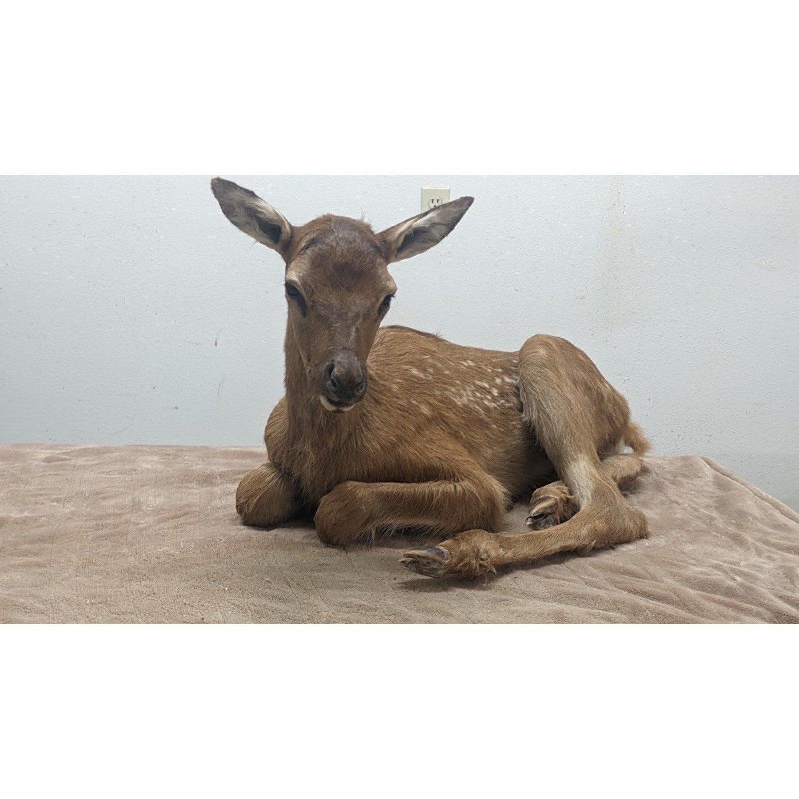 FHPATELK1 - Real Baby Elk Fawn Taxidermy Mount
