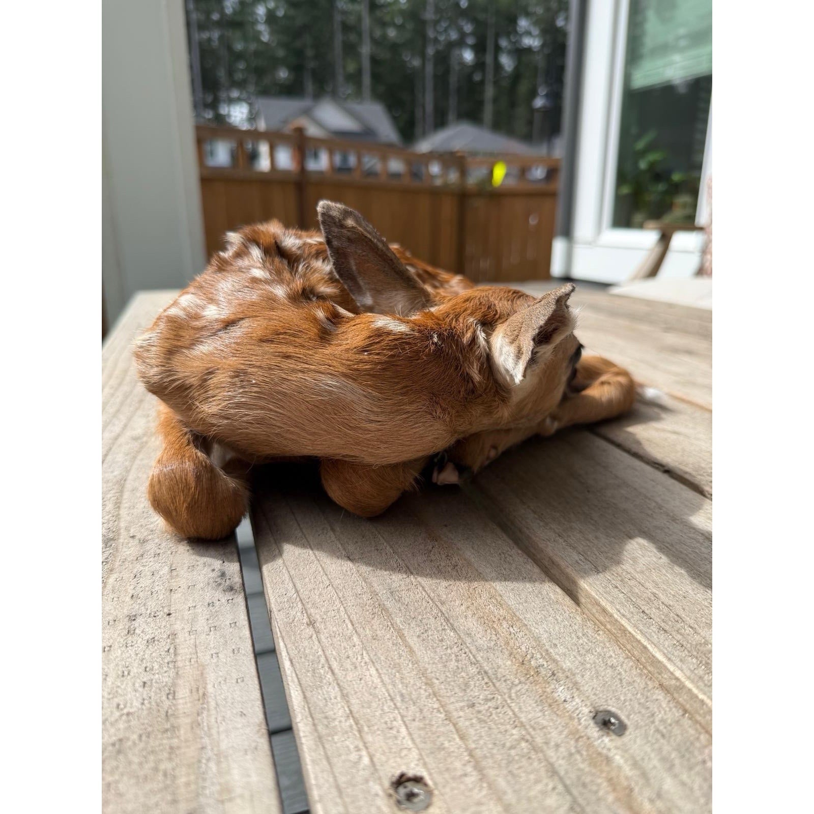 FHWAF3 - Fawn Lifesize Taxidermy Mount
