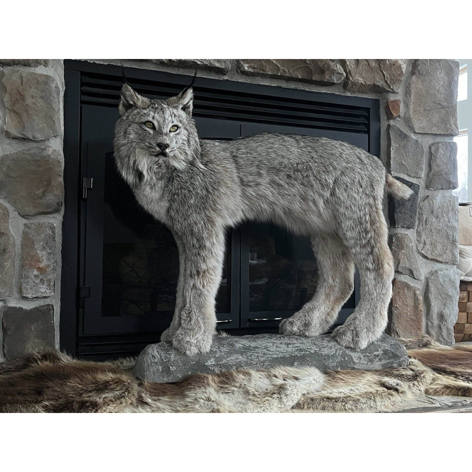 FHWL27 - Alaskan Lynx Taxidermy Full Body Mount Prime Fur