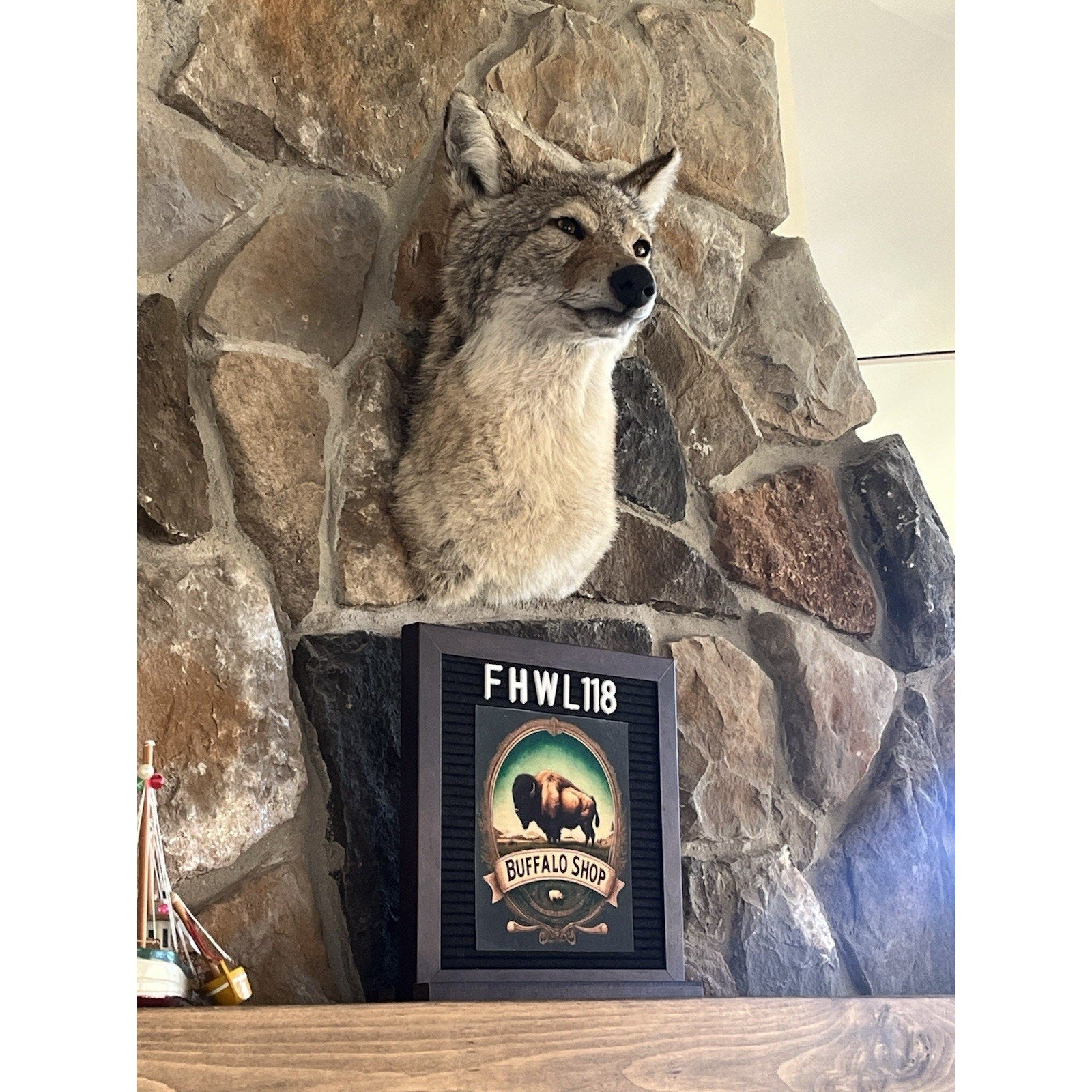 FHWL118 - Coyote Shoulder Museum Quality mount Taxidermy (slight Right)