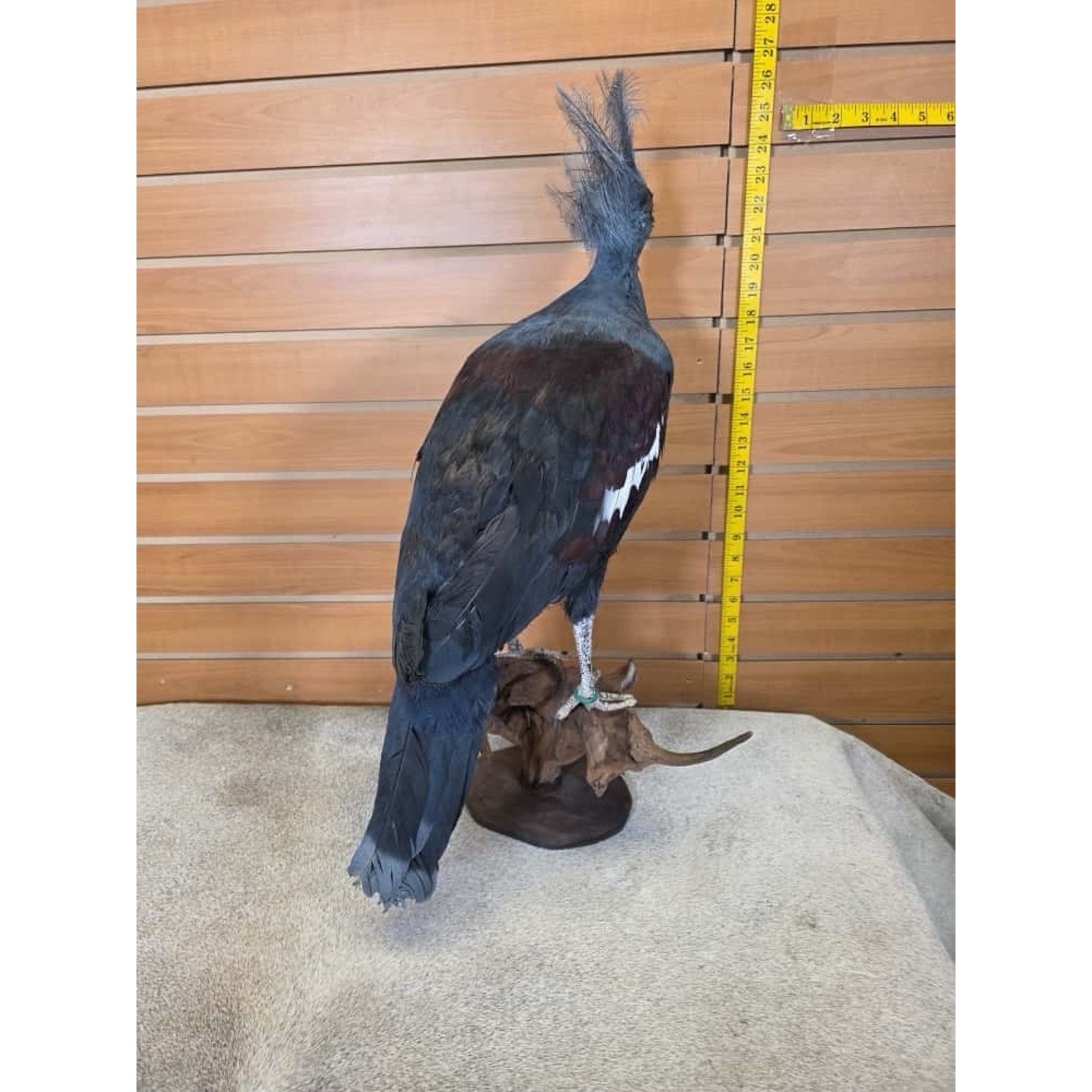 FHAU2 - Victorian crowned pigeon Bird Taxidermy Mount