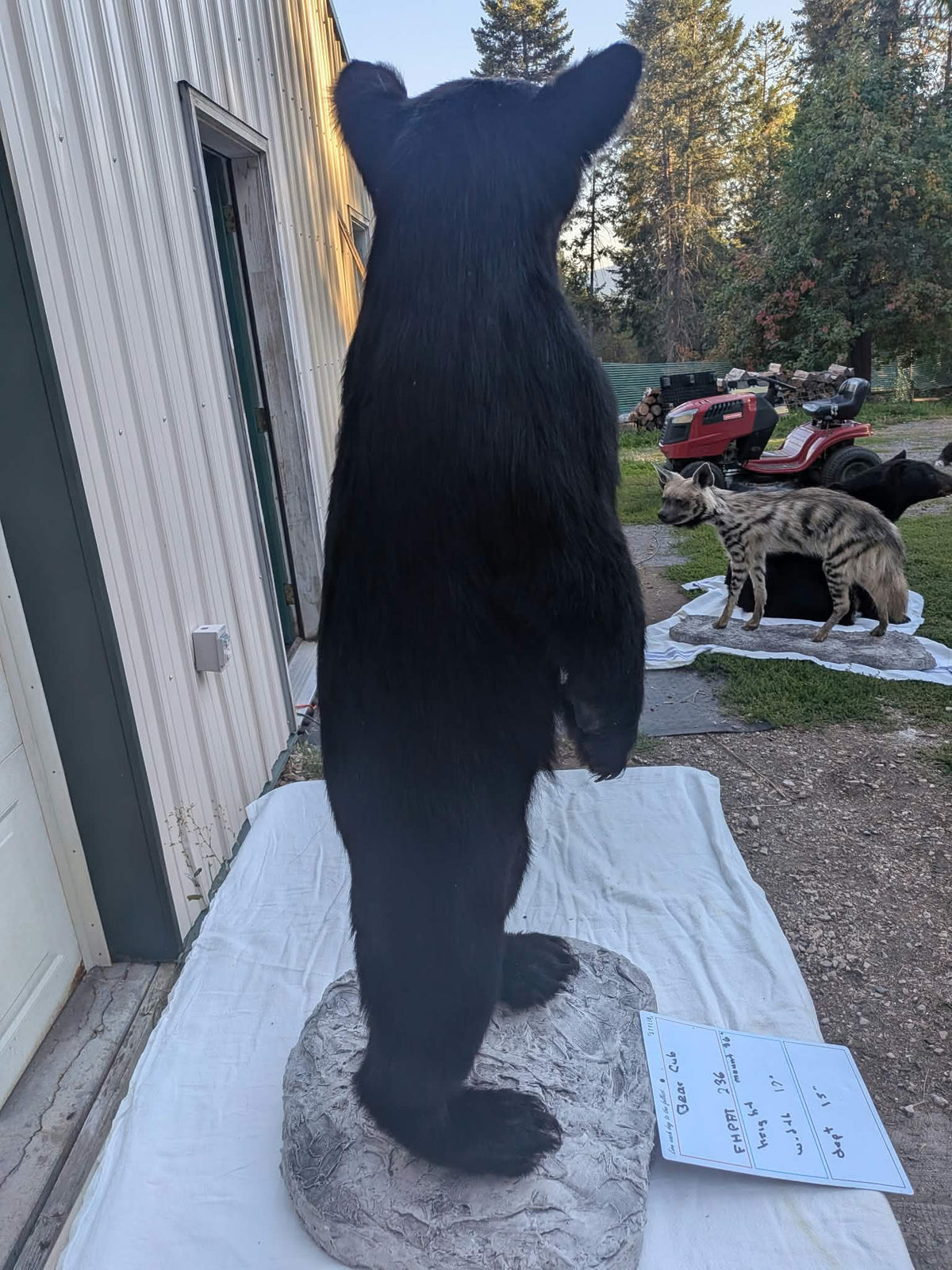 FHPAT236 - Extremely cute baby bear taxidermy tiny imount (Copy)