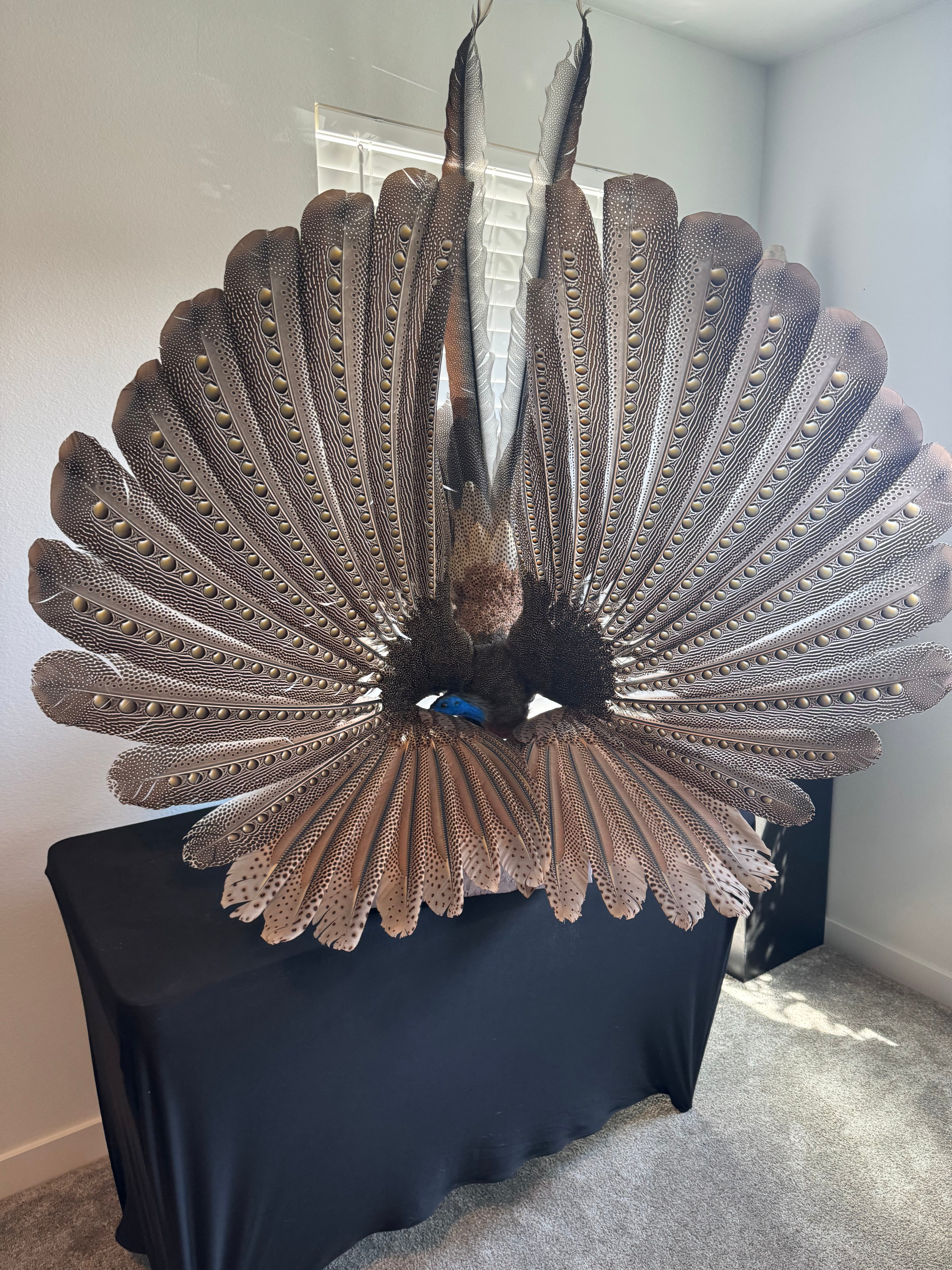 FHKY2 - Museum Quality Male Argus pheasant taxidermy mount