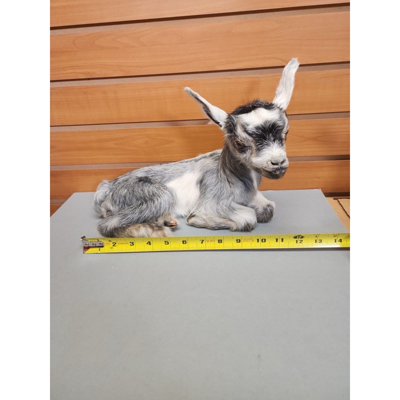 Real Beautiful Goat Taxidermy Mount ($1250 Each)