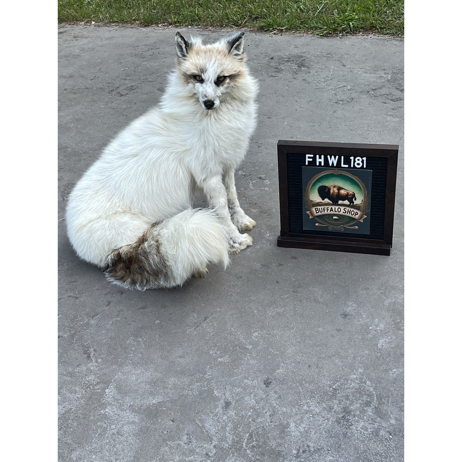 FHWL181- Museum Quality White Fox Taxidermy mount