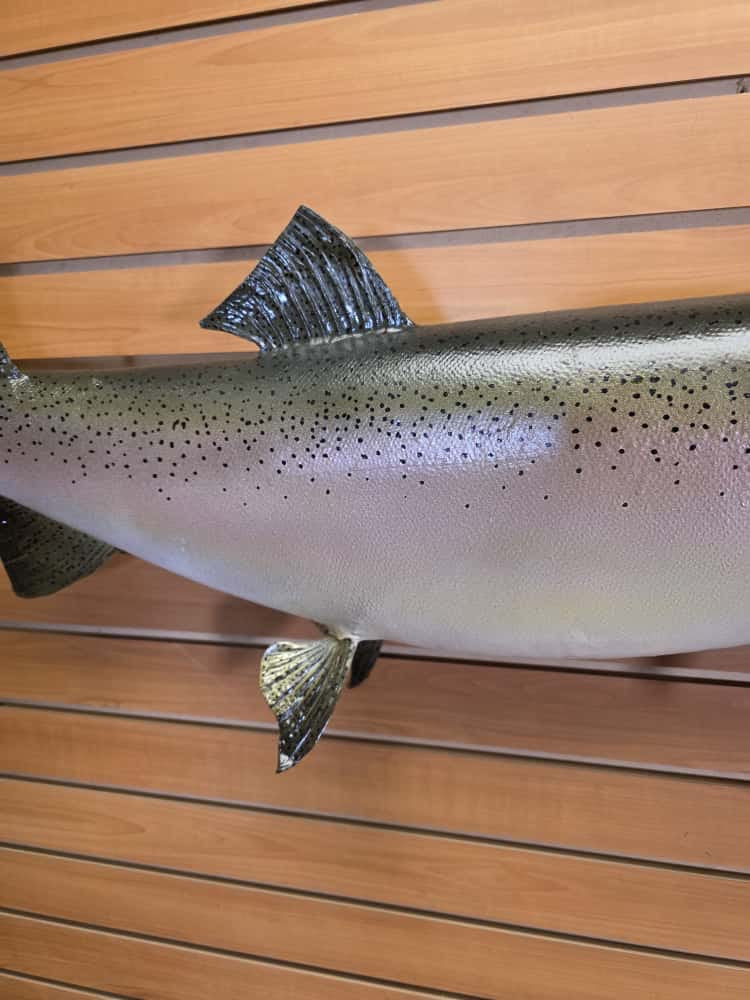FHCM60 -38" King Salmon Real Skin Fish Taxidermy