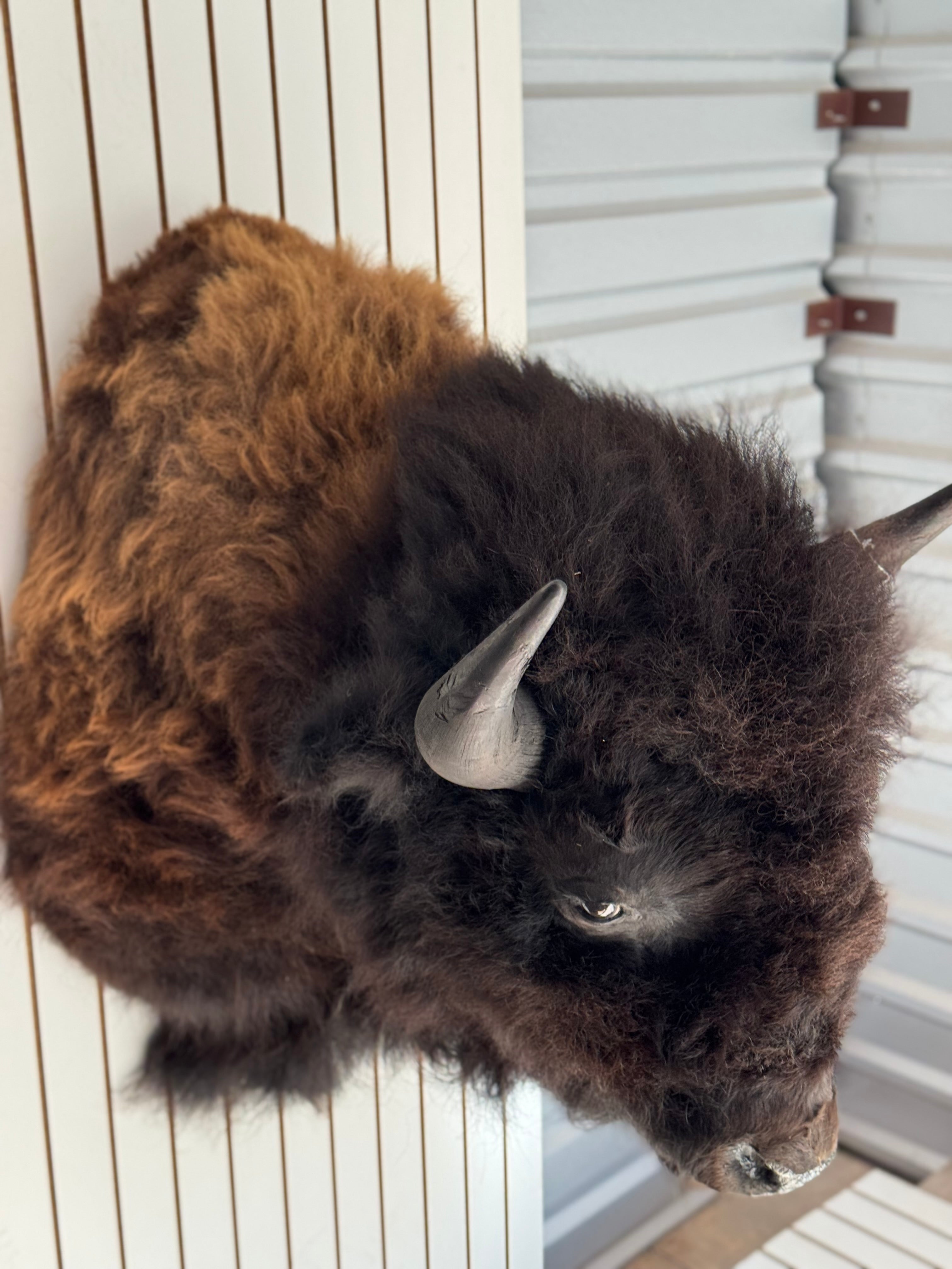 FHDAR355-XL Buffalo Taxidermy Shoulder mount Bull