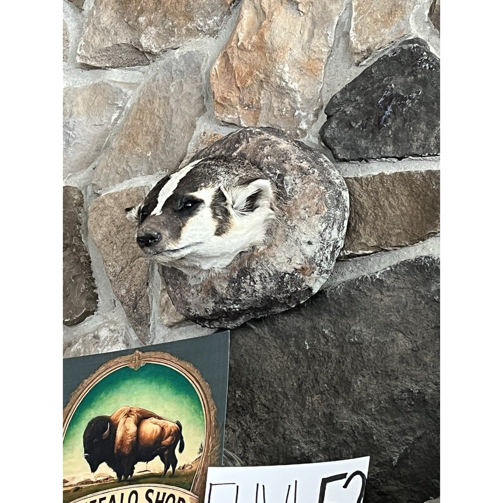 FHWL52 - Badger Shoulder Museum Quality mount Taxidermy