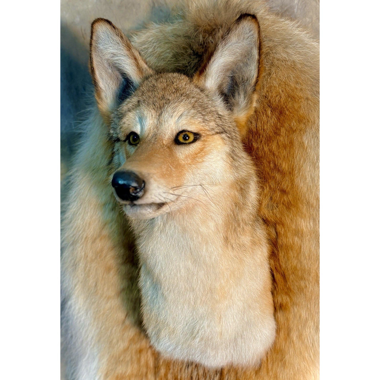 FHB30 - Coyote Wall Museum Quality mount Taxidermy