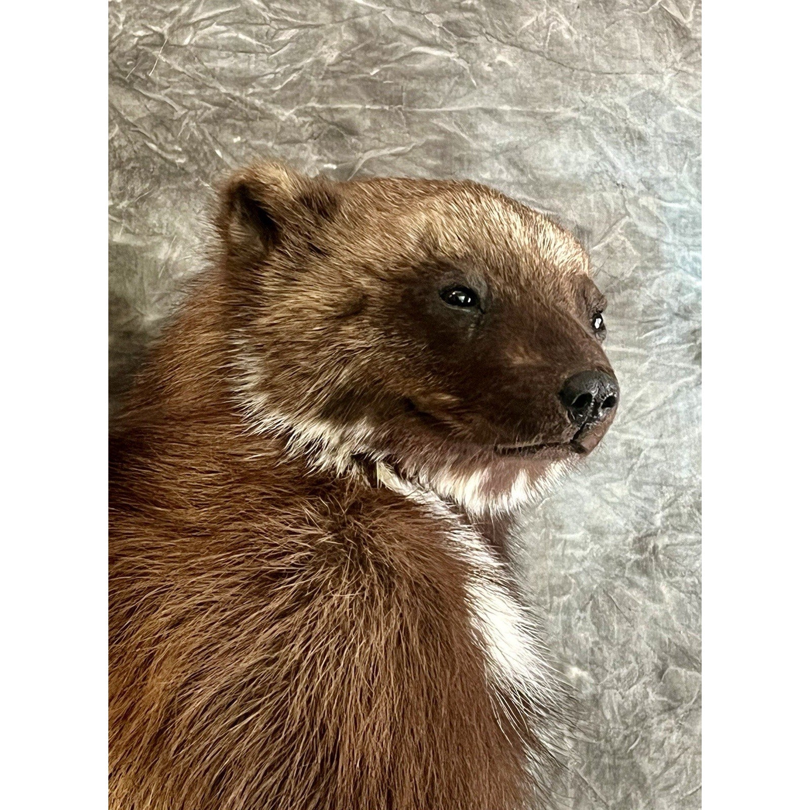 FHWOLV46-Beautiful Real Alaskan Wolverine Prime Fur Taxidermy Mount
