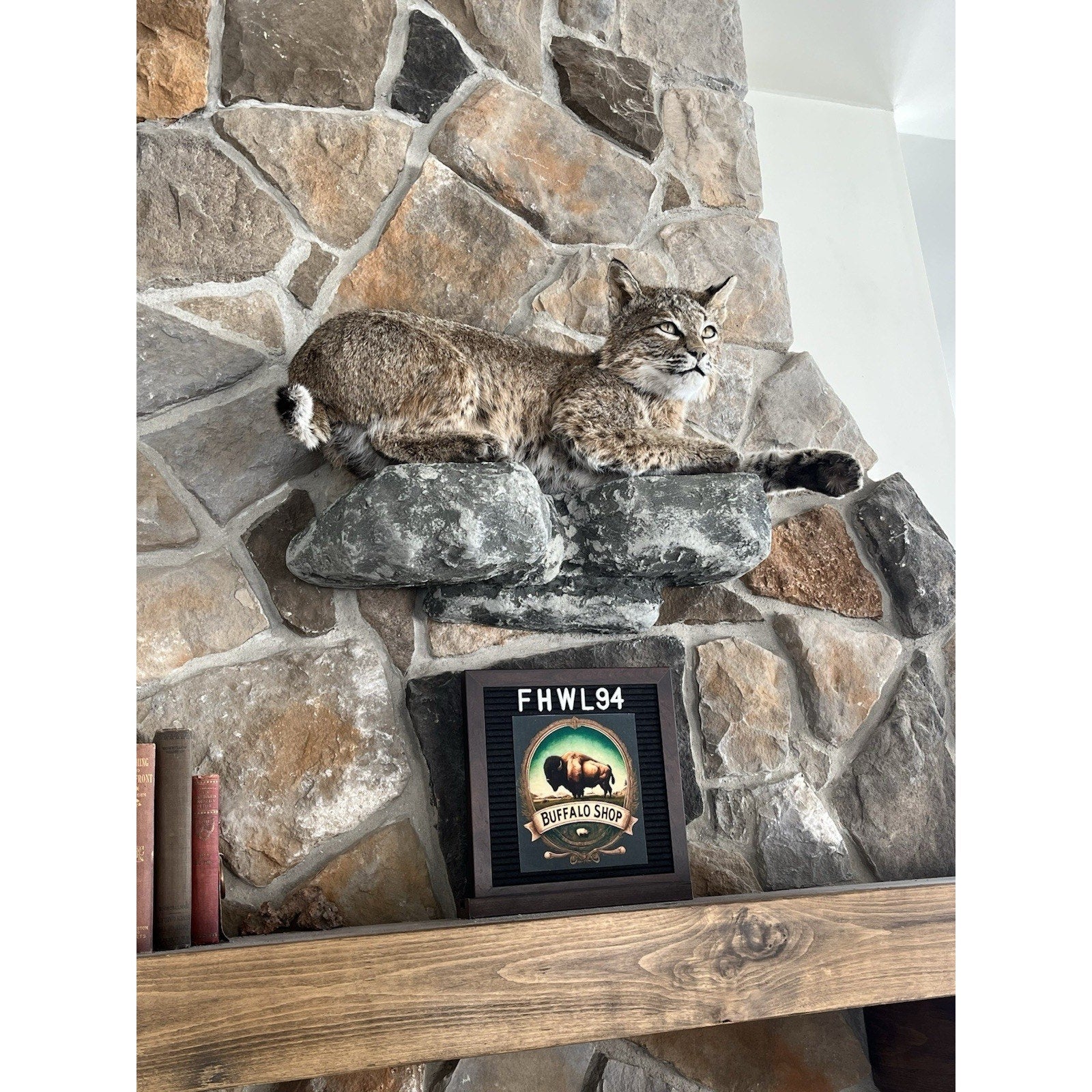 FHWL94 - Bobcat Taxidermy Full Body Mount